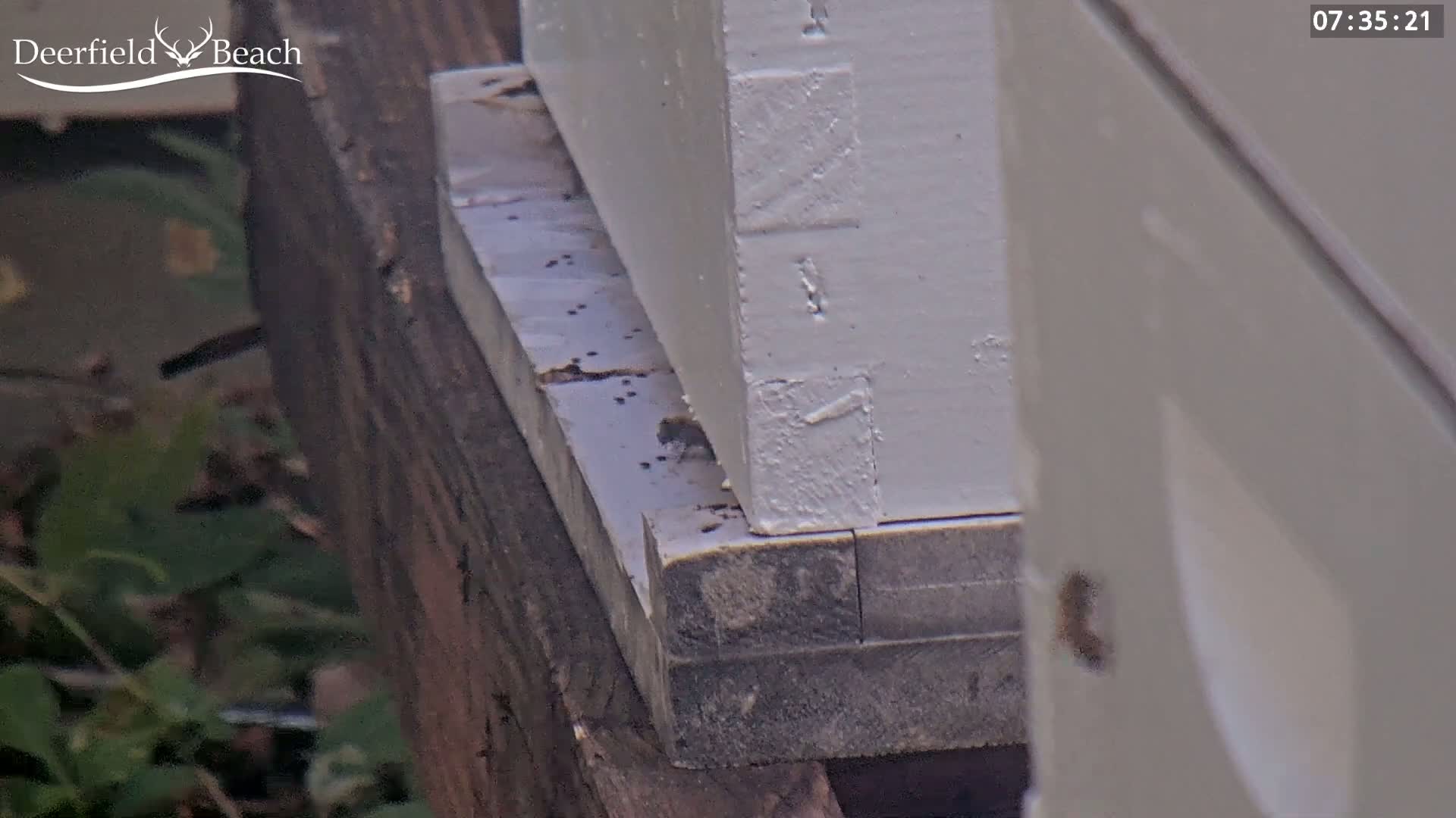 A close-up shows a white beehive resting on a dark wooden base outdoors, with blurred greenery in the background.