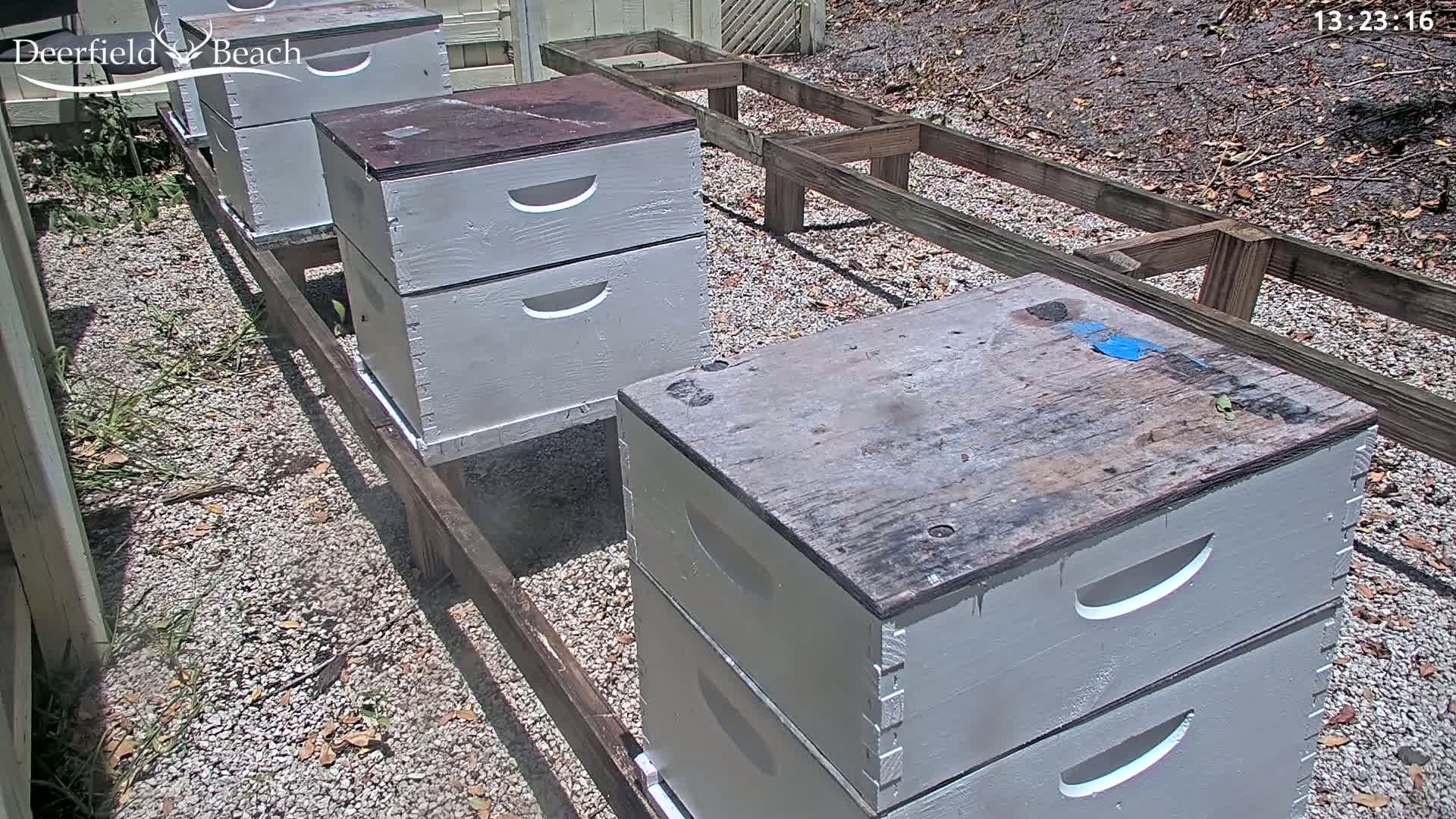 Several light gray beehives with dark wooden tops sit on wooden stands in a sunny, gravelly outdoor area.