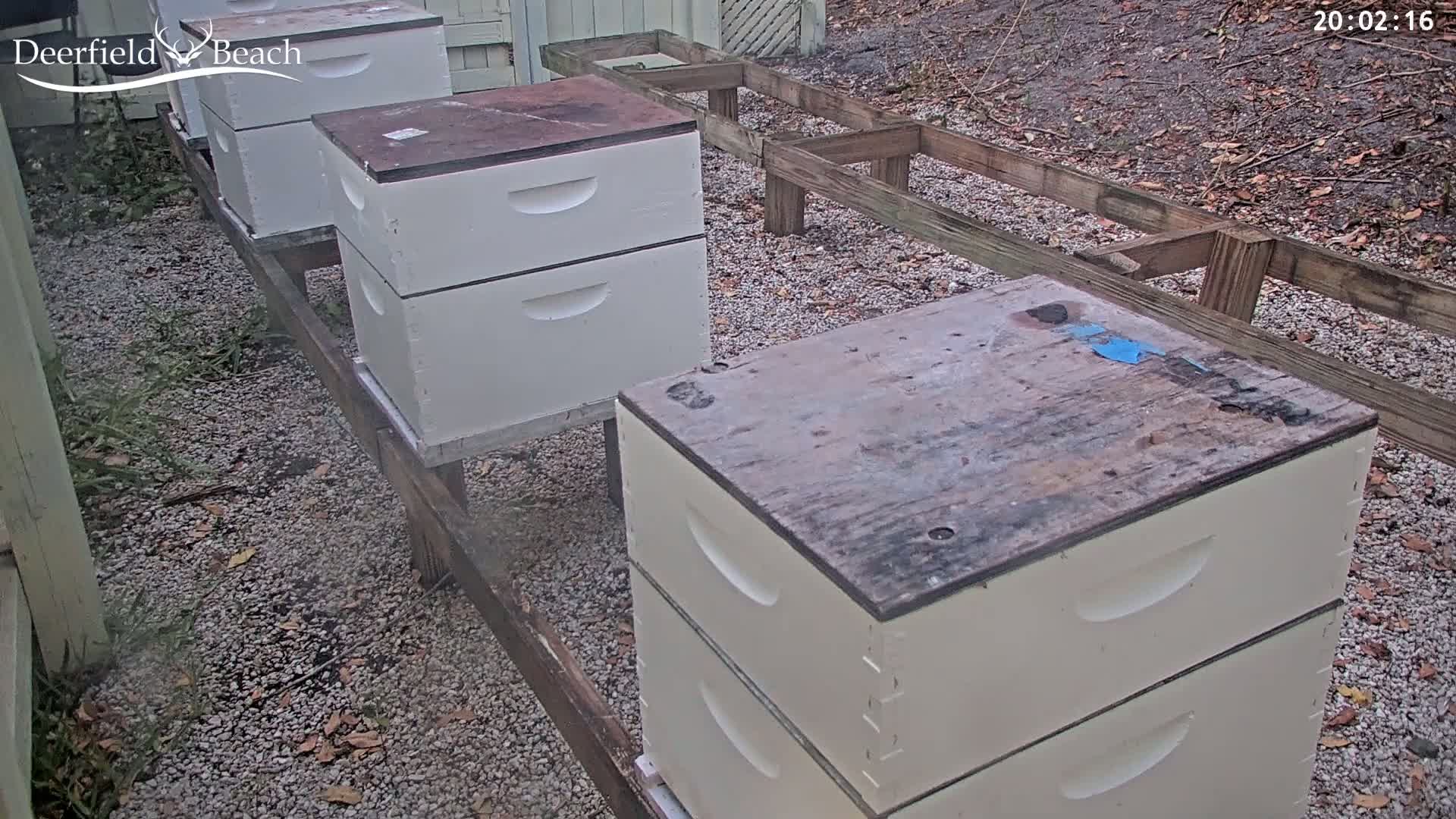 Several white beehives sit on a gravel ground next to a wooden structure outdoors.