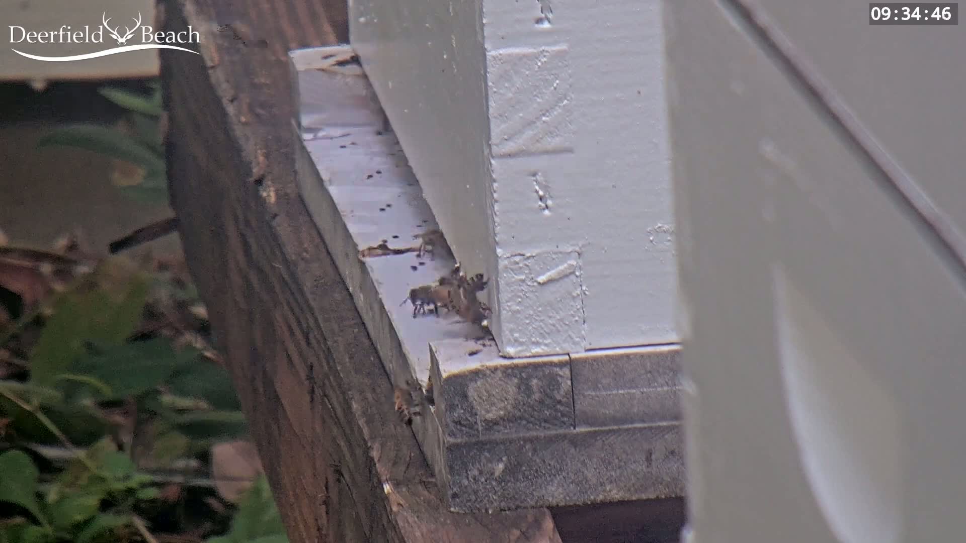 Several bees are at the base of a white beehive outdoors.