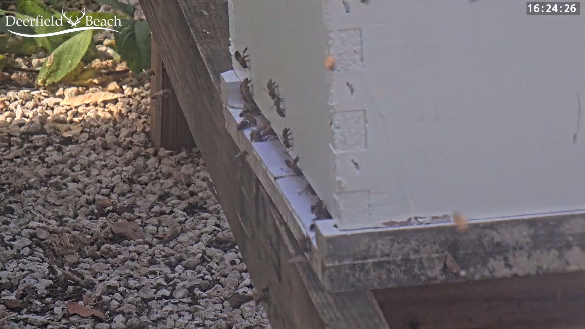 Bees are entering and exiting a white beehive situated on a wooden stand next to a gravel area on a sunny day.