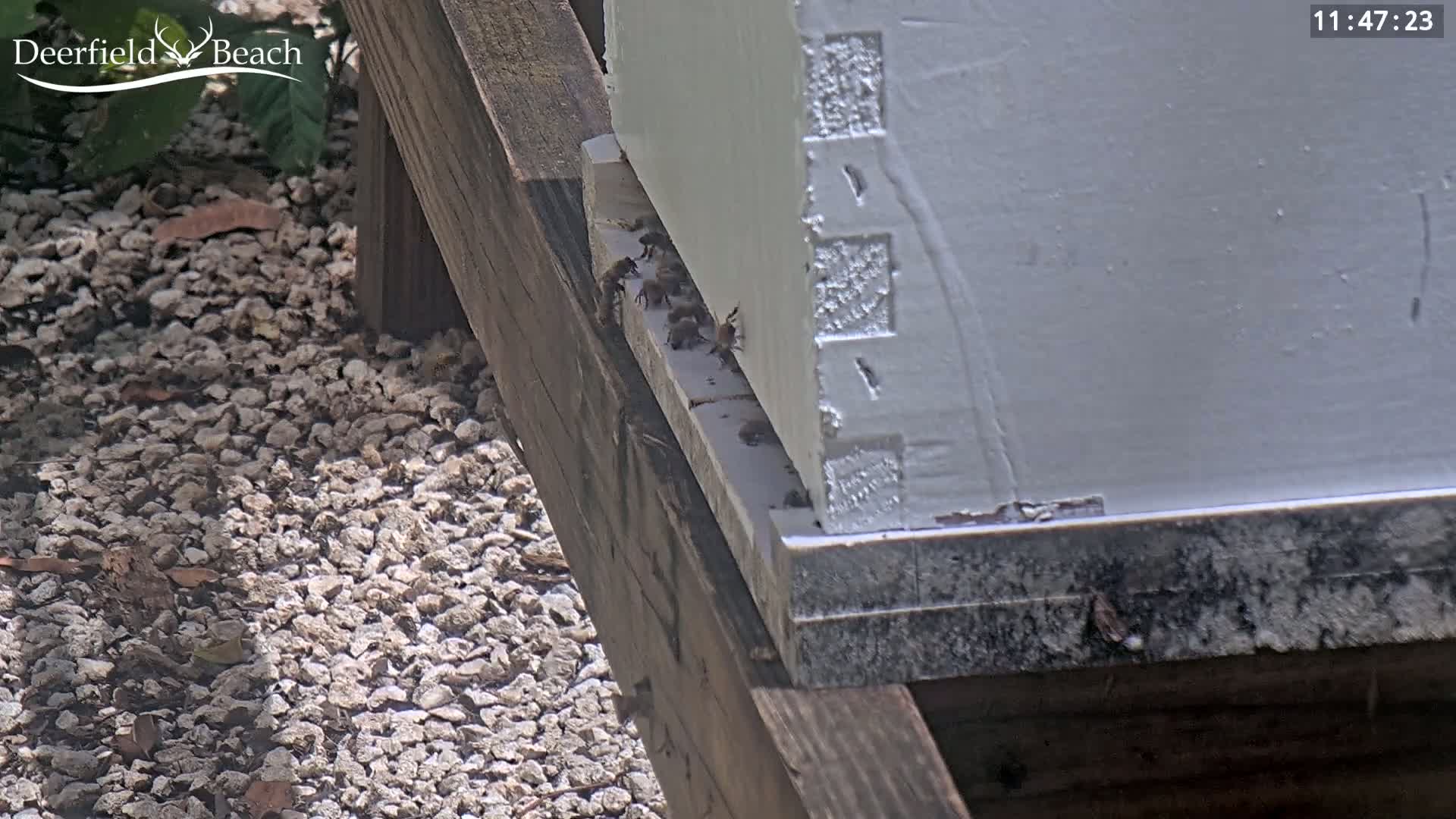 Bees are crawling on the bottom of a white beehive that sits on a wooden platform on a sunny day.