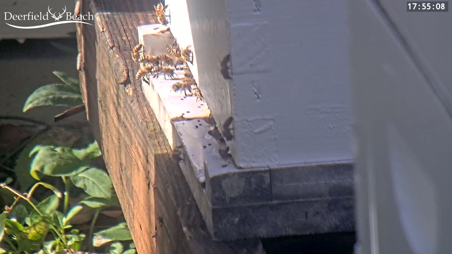 Honeybees cluster around the base of a white beehive on a sunny day, near some green plants.