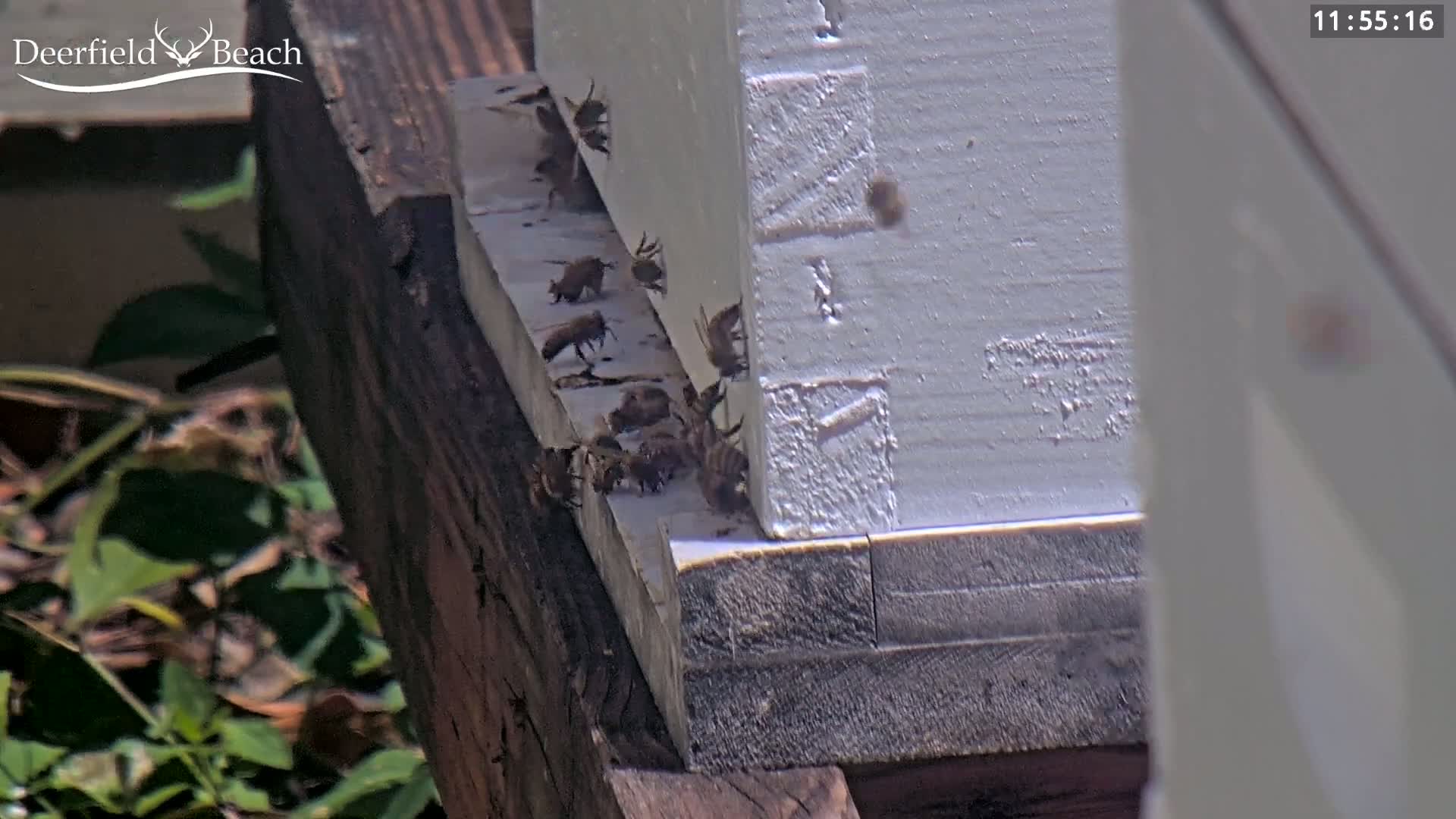 Many bees cluster at the bottom of a white beehive on a sunny day.