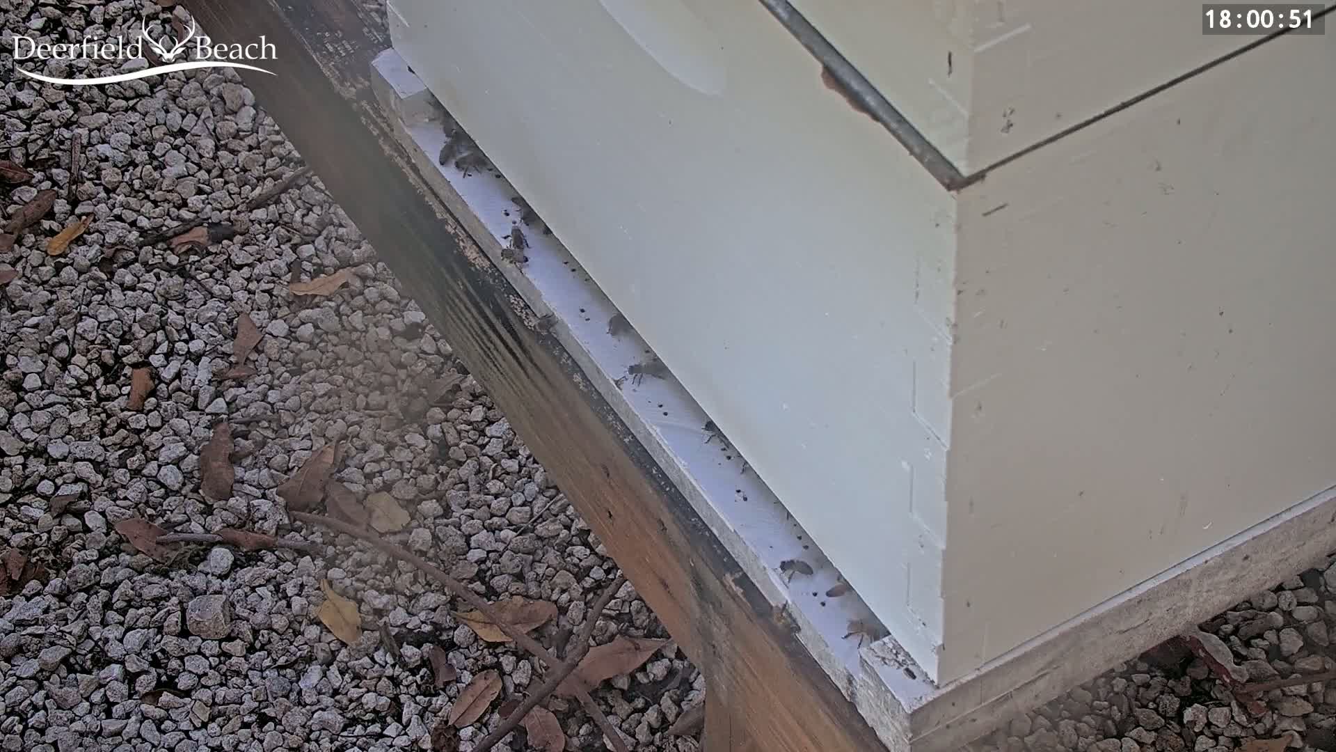 Bees are seen at the base of a light beige beehive sitting on a gravel surface.