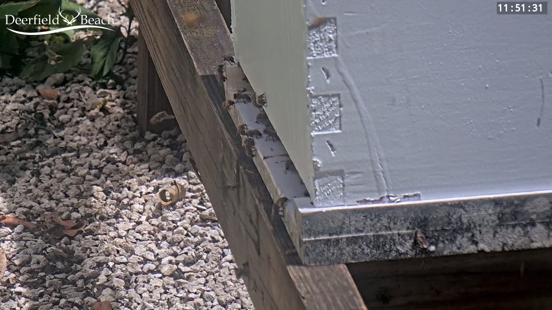 Many honeybees are clustered around the bottom of a white beehive on a sunny day.