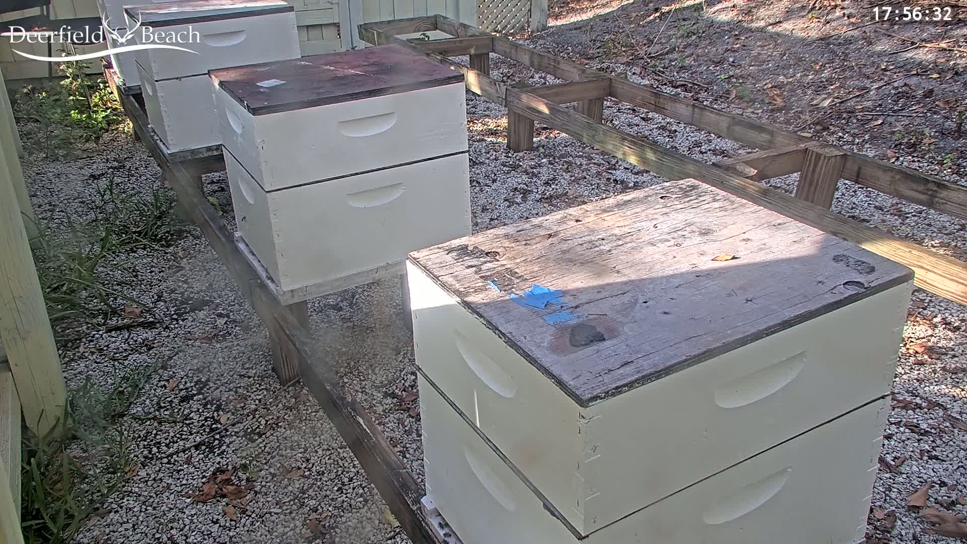 Several white beehives with wooden tops sit on a gravel ground next to a wooden framework, under a sunny sky.