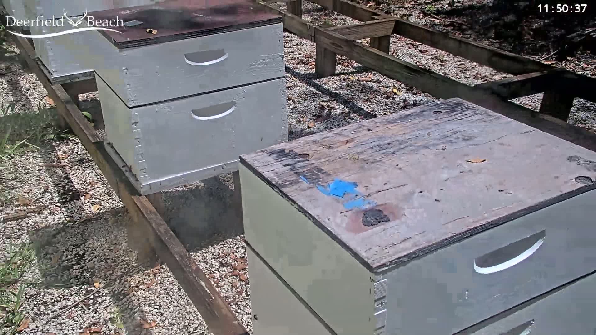 Several light gray beehives sit on wooden stands in a sunny, outdoor gravel area.