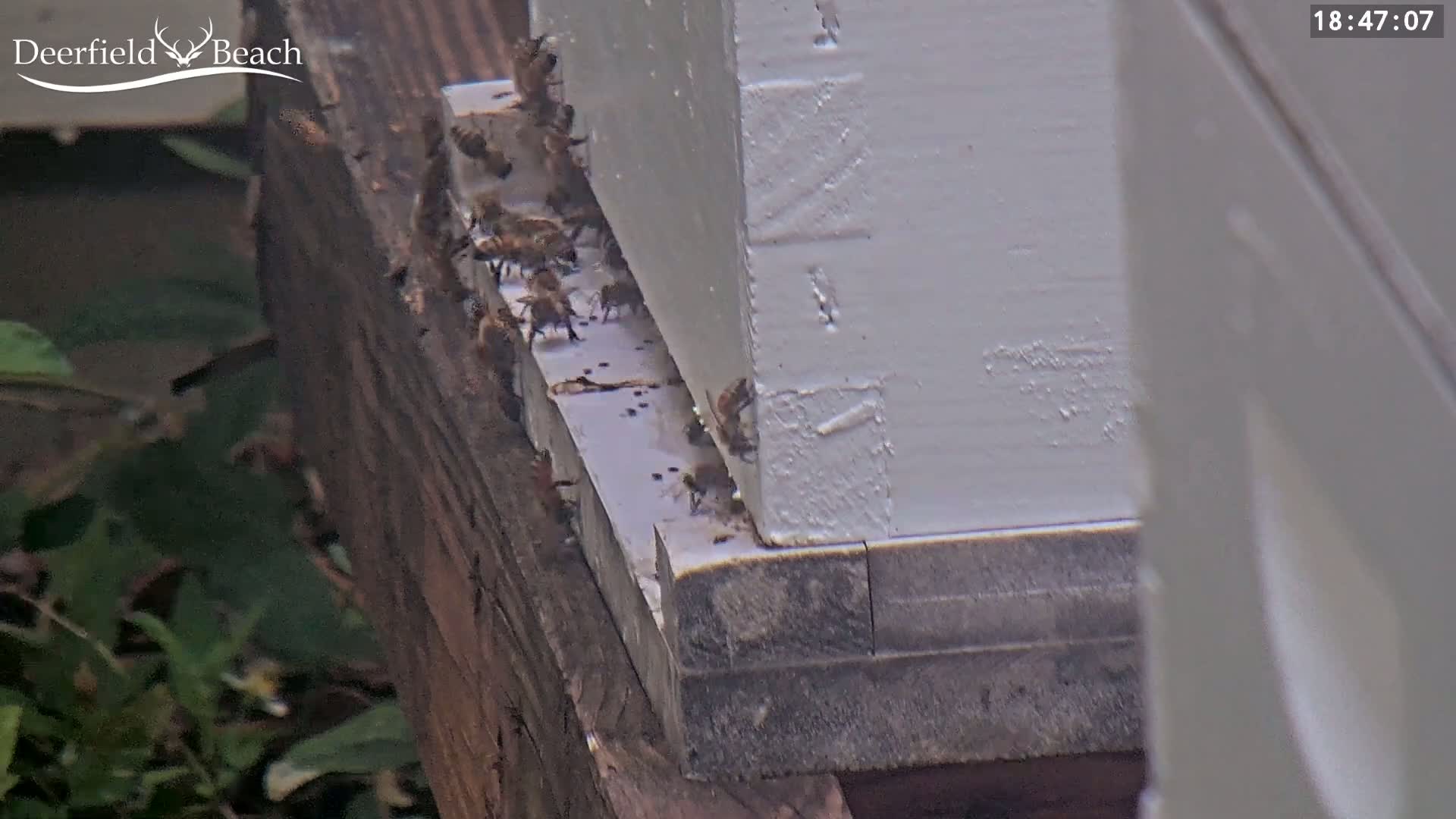 Many honeybees are clustered around the base of a white beehive outdoors.