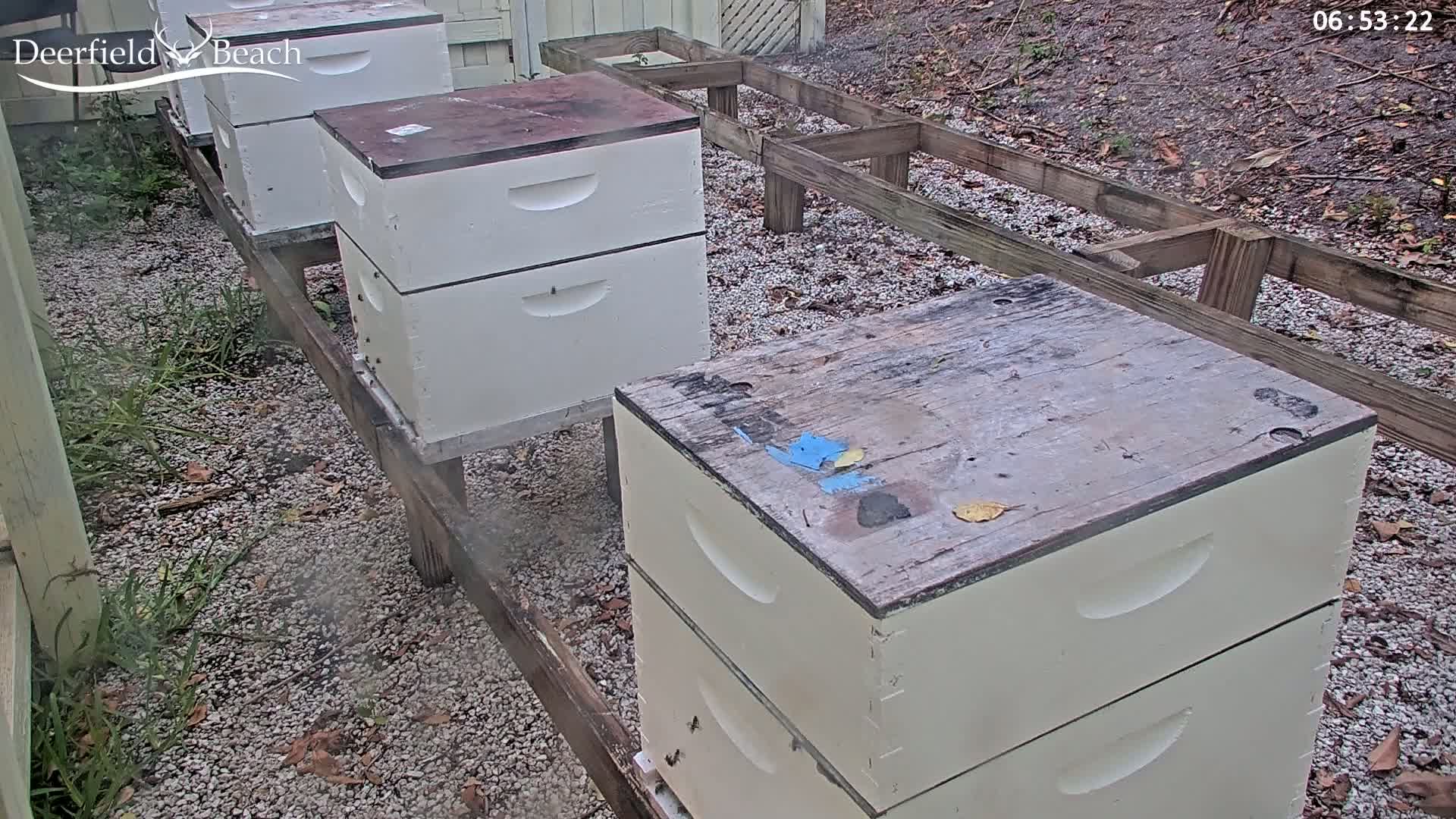 Several stacked beehives sit on wooden stands in a gravel area with patchy grass and scattered leaves, under overcast skies.