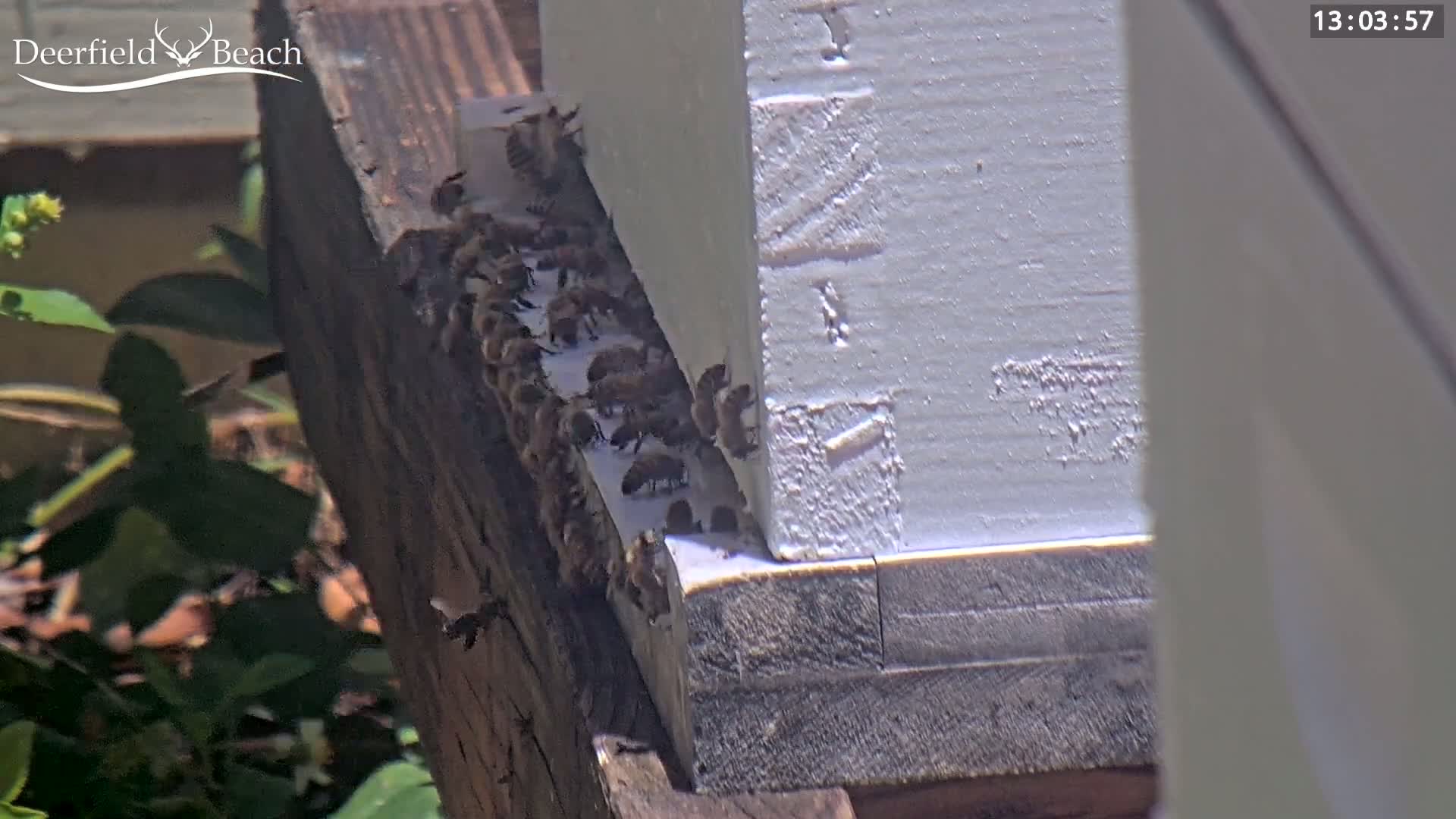 A large number of bees cluster on the landing board of a white beehive in sunny weather.
