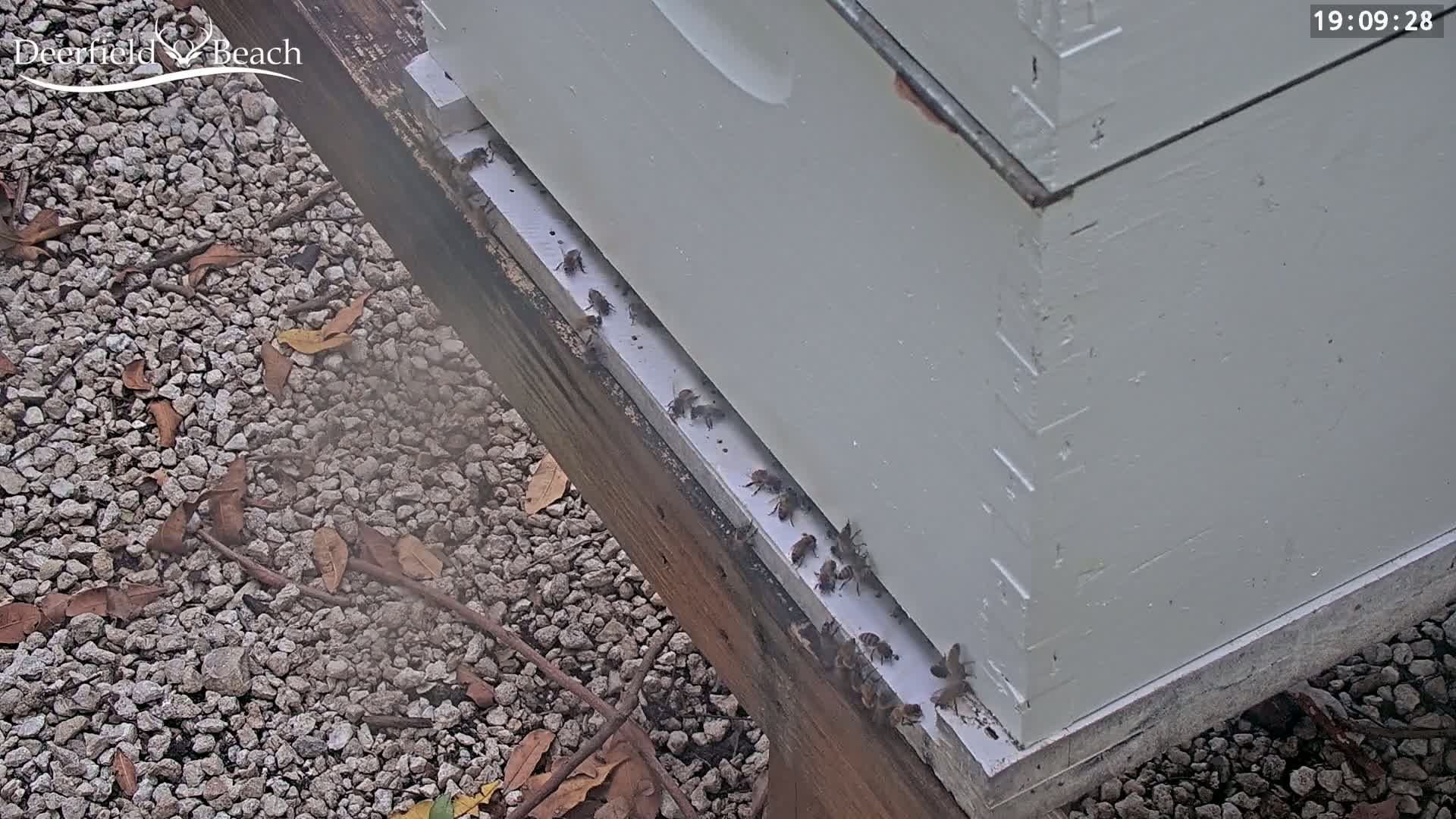 Many bees are entering a white beehive on a gravel ground with scattered brown leaves.