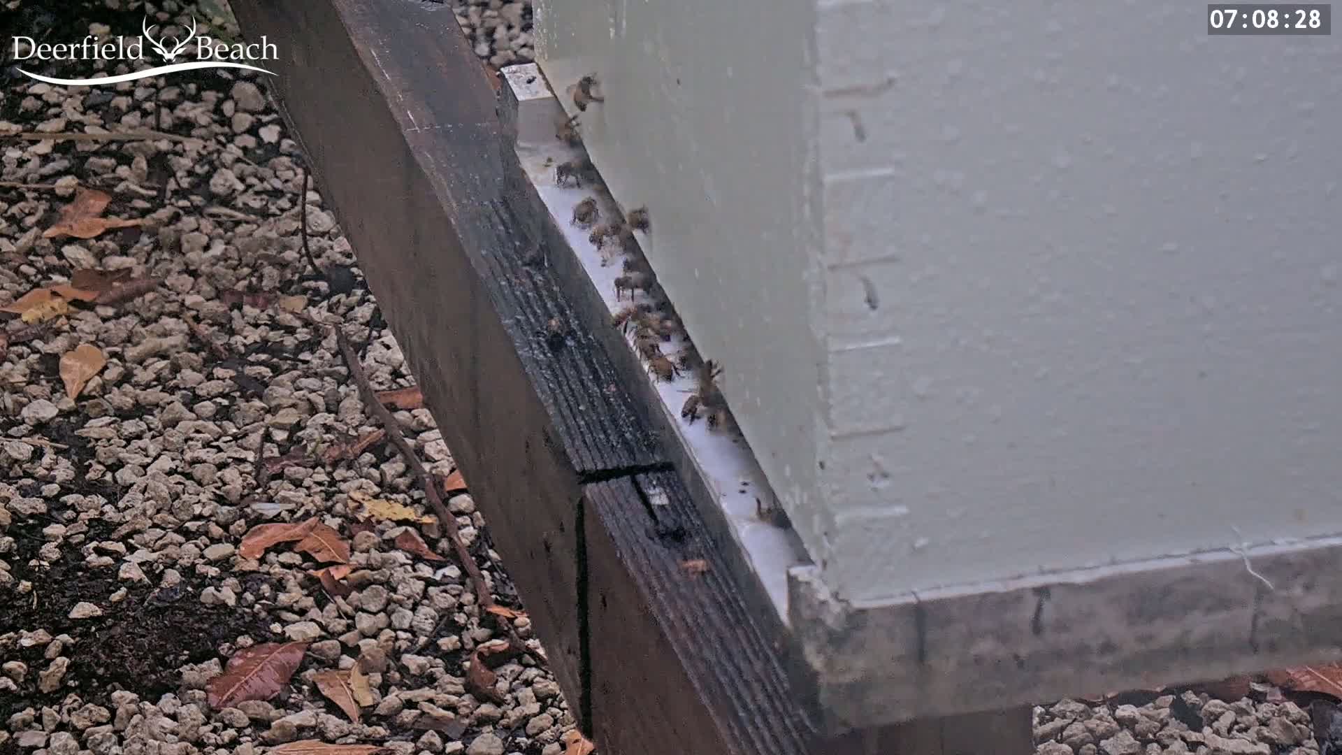 Many bees are clustered at the entrance of a white beehive situated outdoors on a gravel ground strewn with fallen leaves.