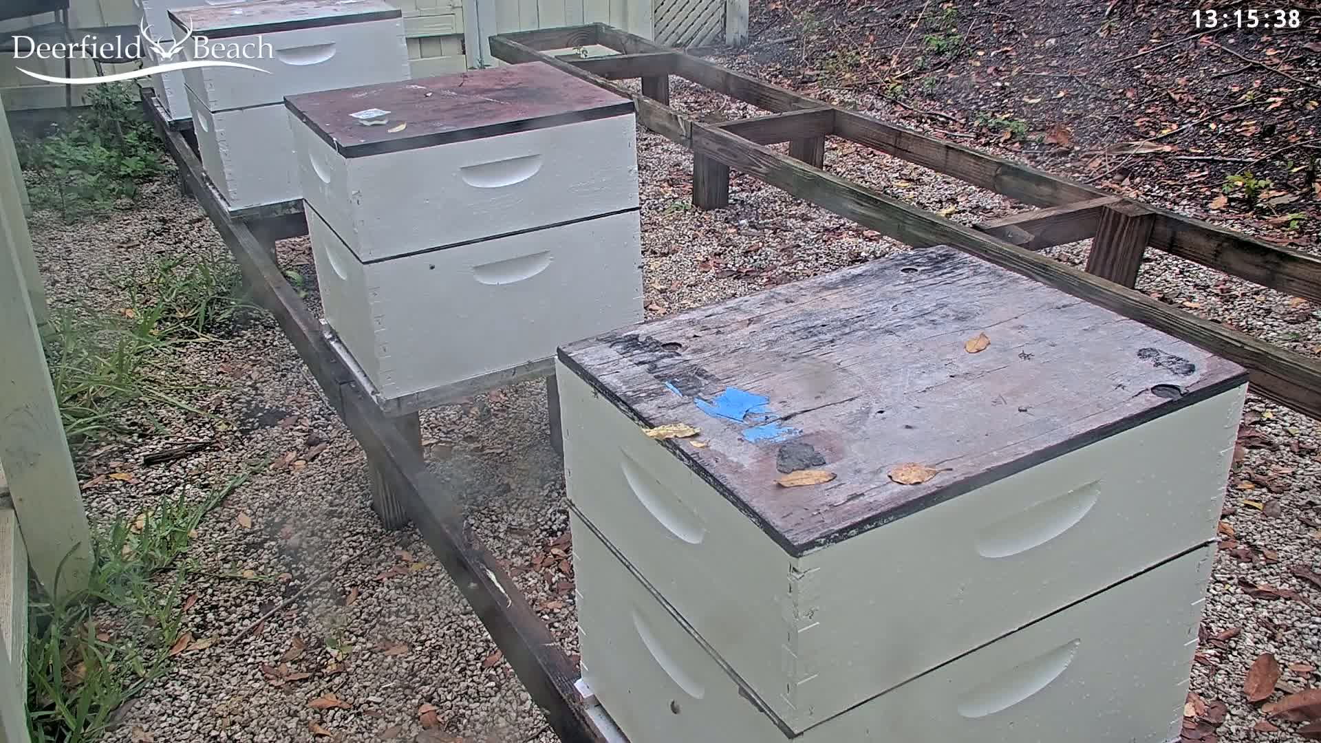 Several white beehives sit on wooden stands in a gravel area outdoors, with some light mist or fog present.
