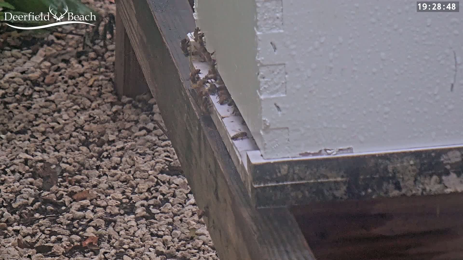 Many bees are clustered on the bottom of a white beehive that sits on a dark wooden structure next to a gravel ground.