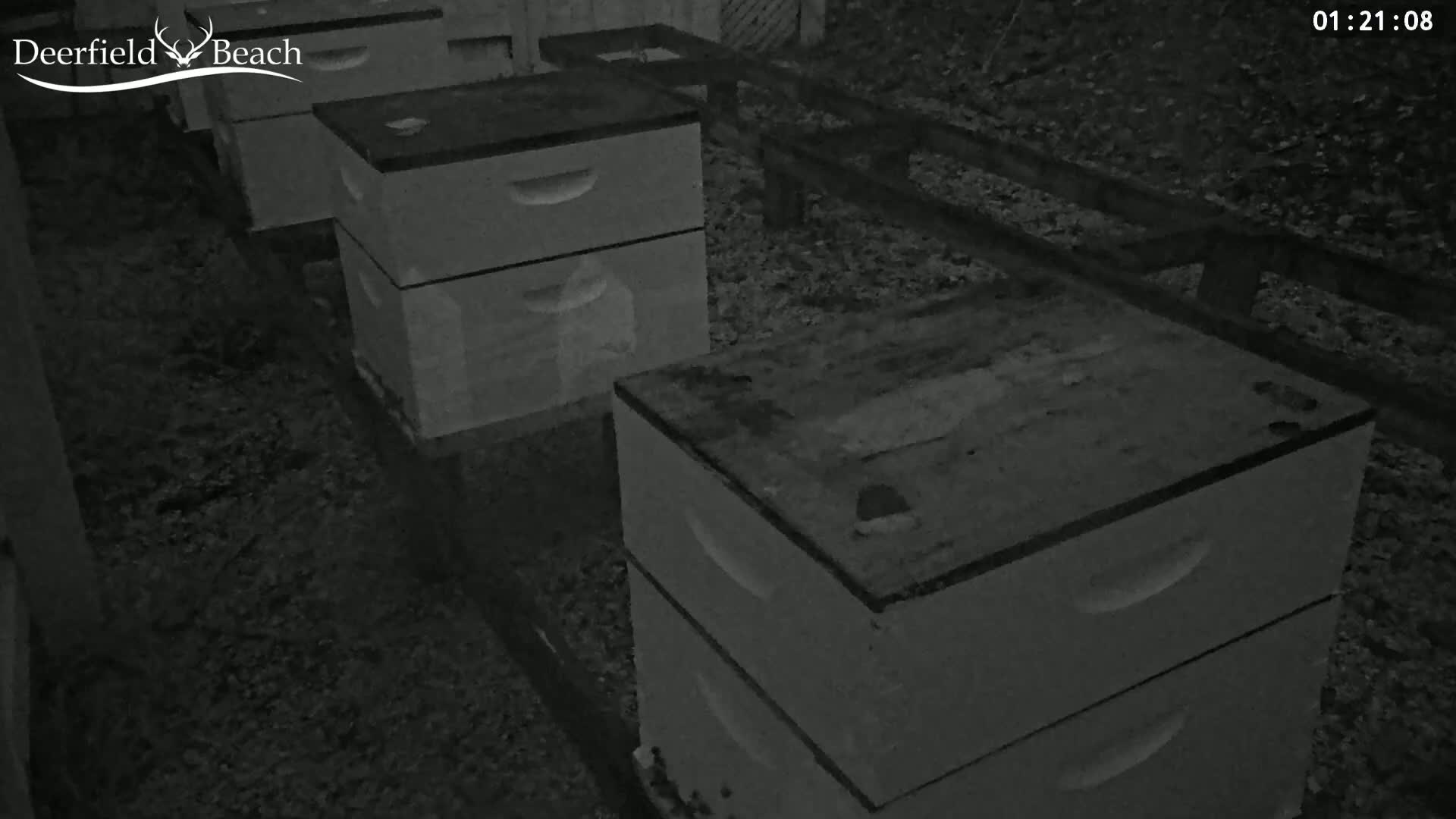 Deerfield Beach City Bee Apiary Farm Live Cam - Deerfield Beach, Broward, Florida, USA