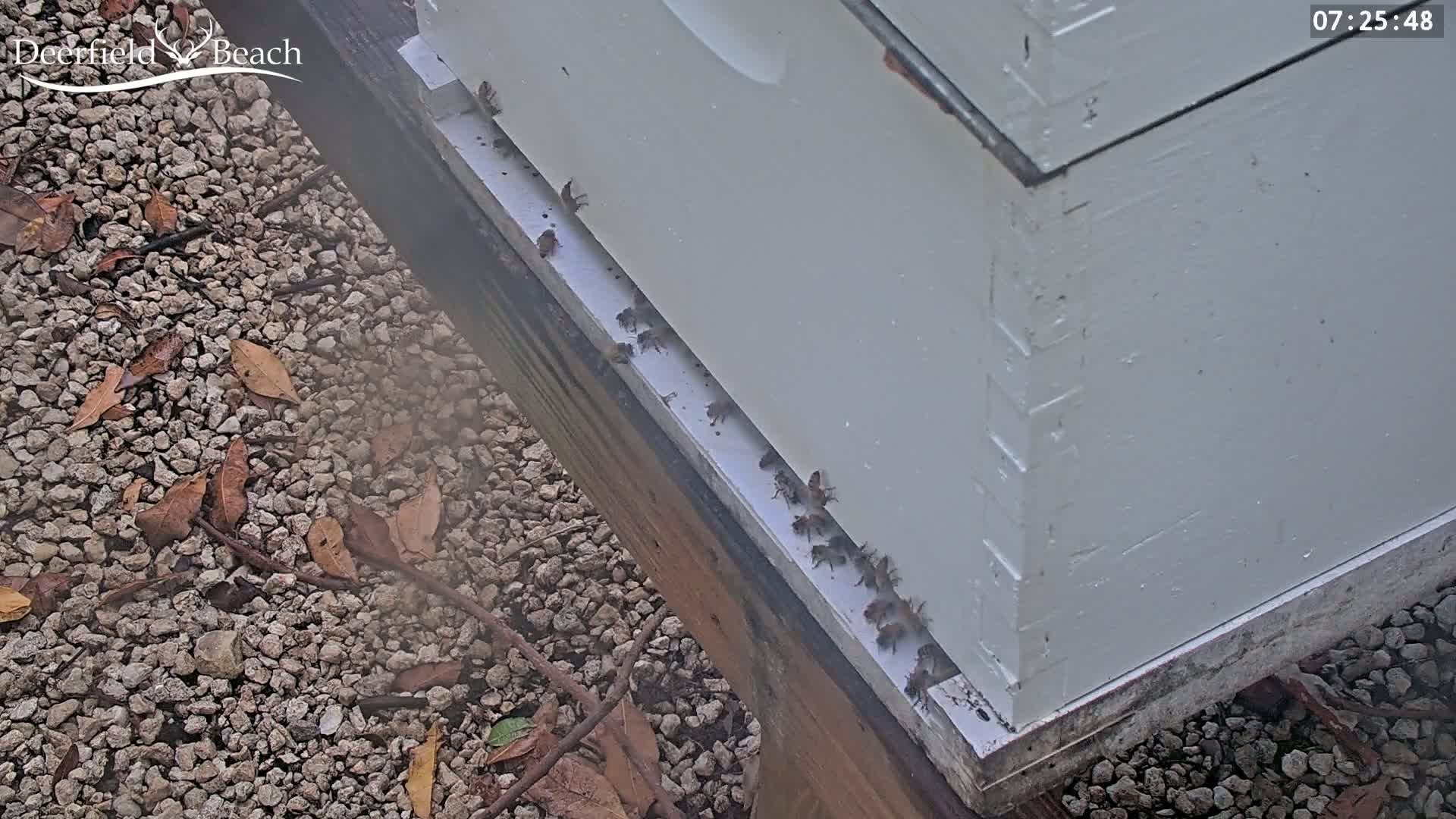 Many bees are congregating on the landing board of a white beehive situated on a gravel ground with scattered leaves and twigs.