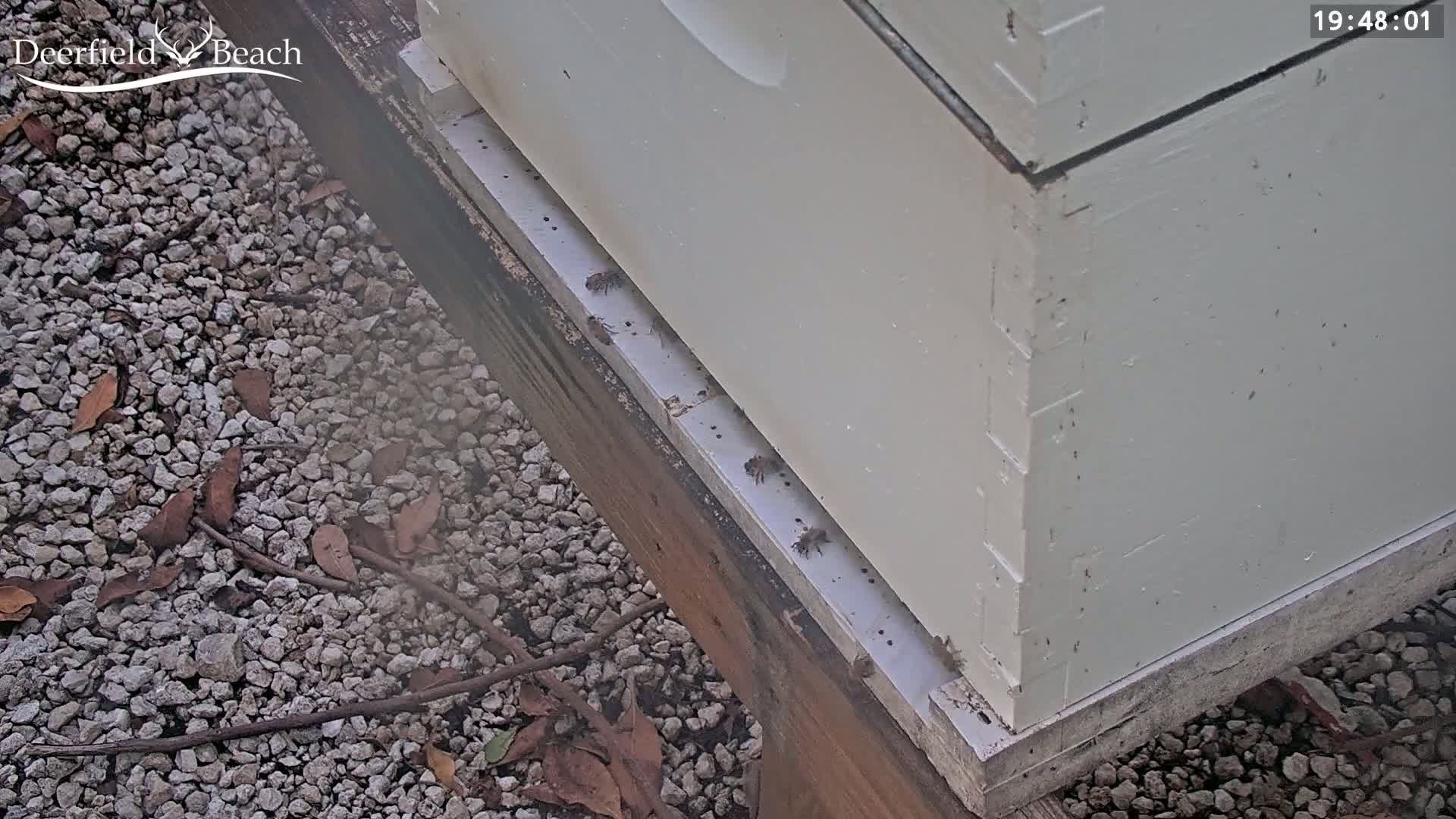 Deerfield Beach City Bee Apiary Farm Live Cam - Deerfield Beach, Broward, Florida, USA