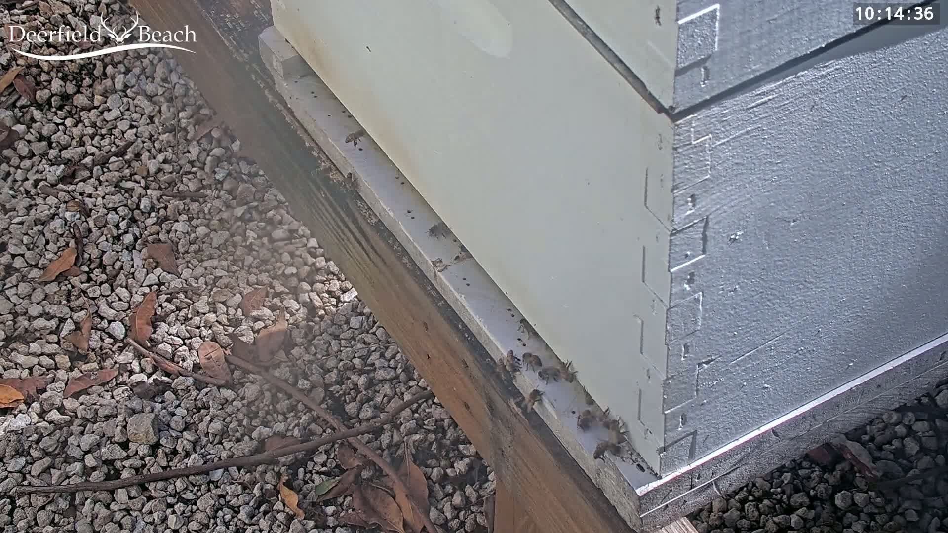 Several bees are near the base of a light-grey beehive sitting on a wooden platform atop a gravel surface on a sunny day.