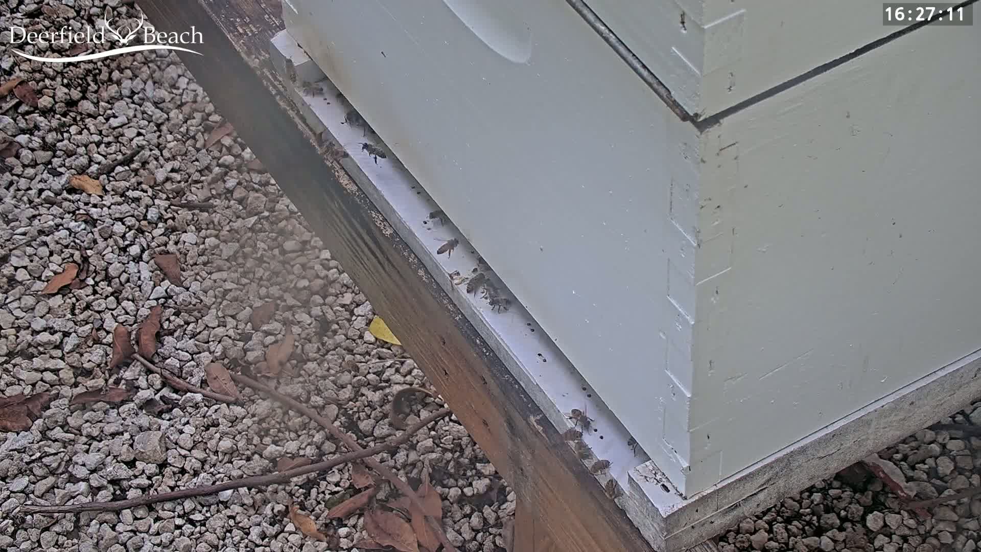 Several bees are crawling on the landing board of a white beehive situated on a gravel surface with small twigs and leaves scattered around.