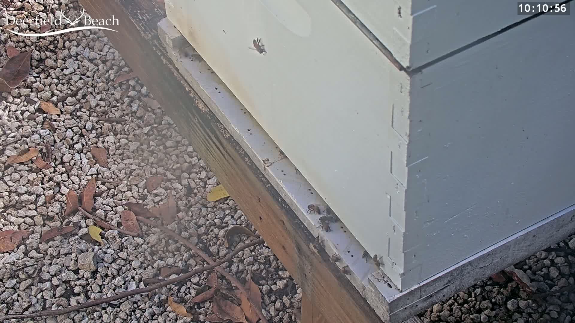 A white beehive sits on a gravel ground with small twigs and brown leaves scattered around it, and several bees are near the hive's base.