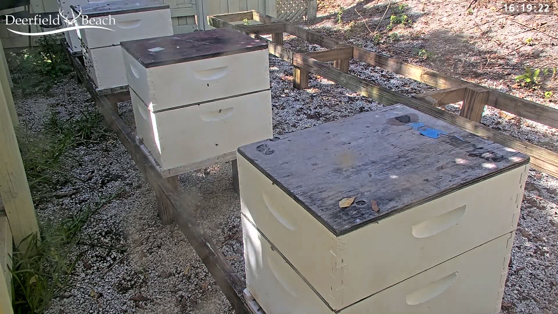 Several white beehives with dark wooden tops sit on a gravel ground next to a wooden framework, outdoors in sunny weather.