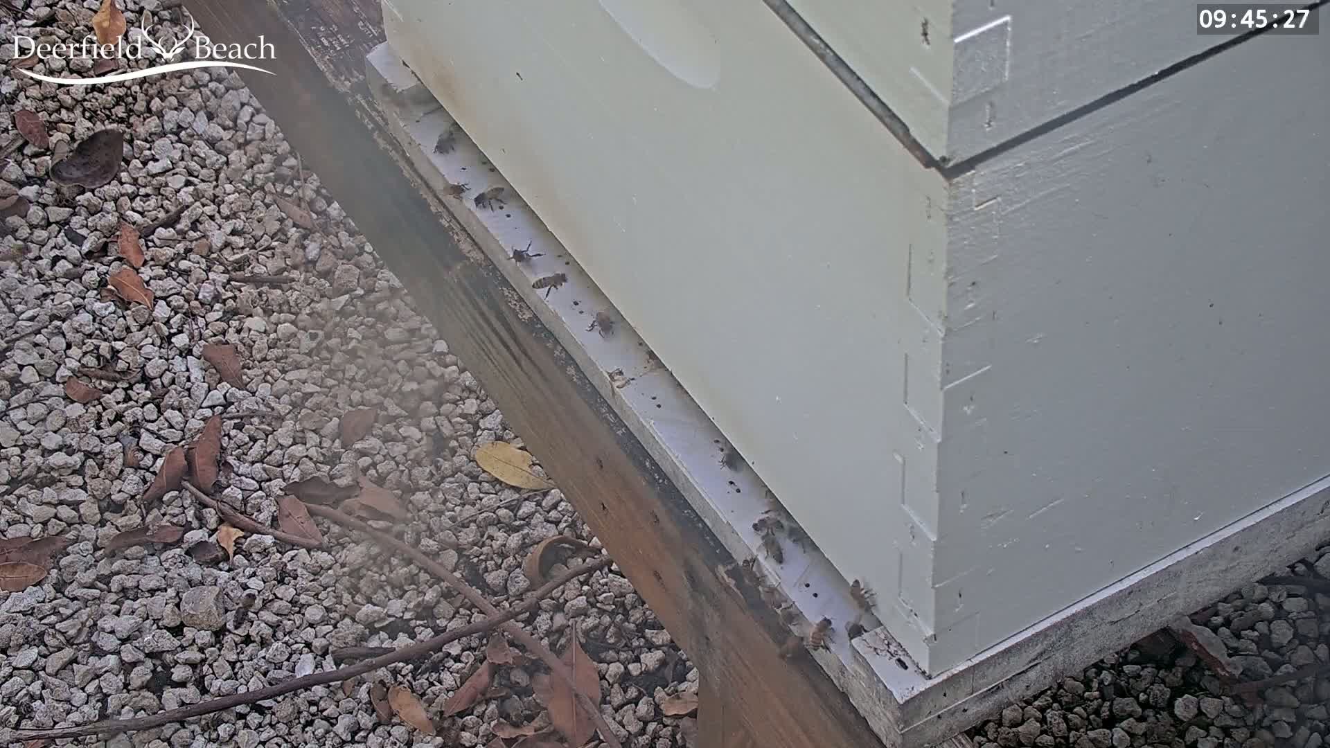 Several bees are seen at the entrance of a white beehive sitting on a gray gravel ground with scattered leaves and twigs.