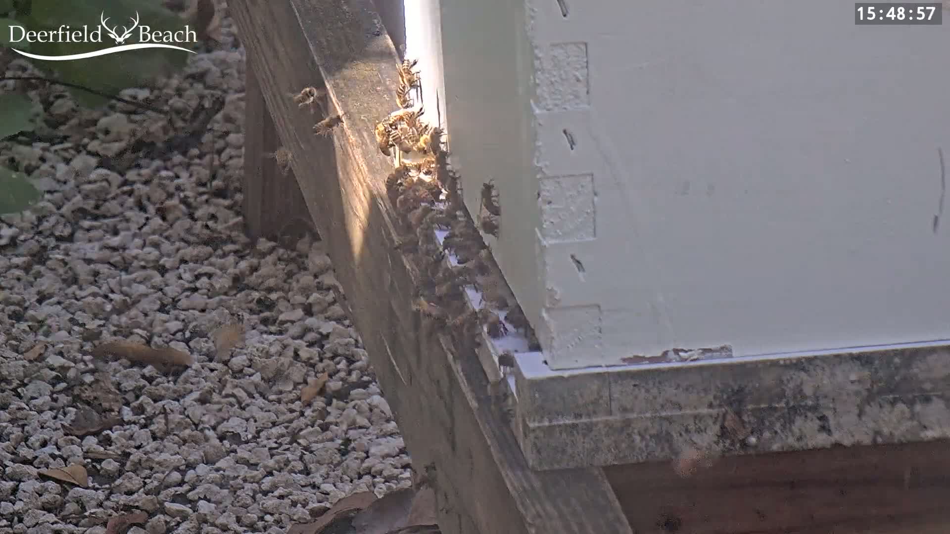 A large number of honeybees are clustered around the base of a white beehive on a sunny day.