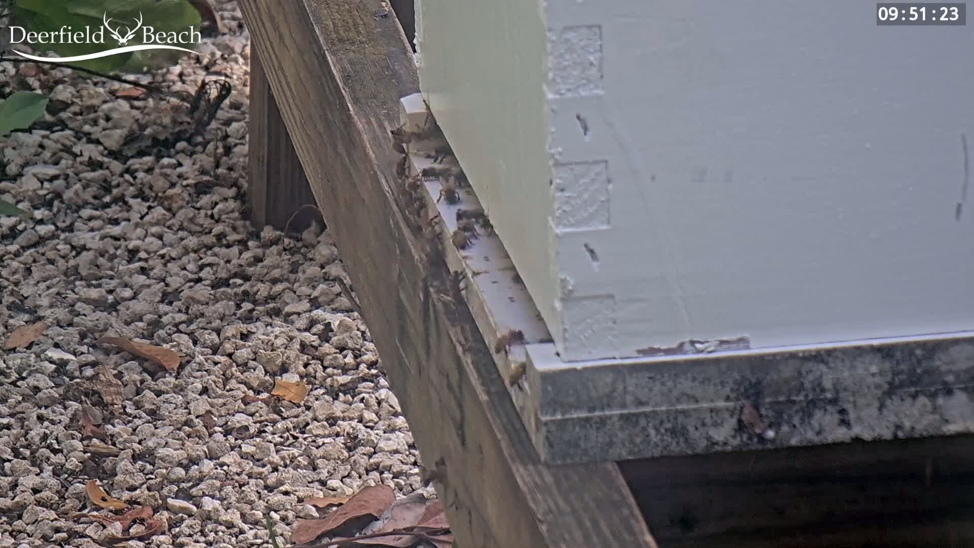 Many bees are clustered at the base of a white beehive sitting on a wooden platform on a gravel ground.