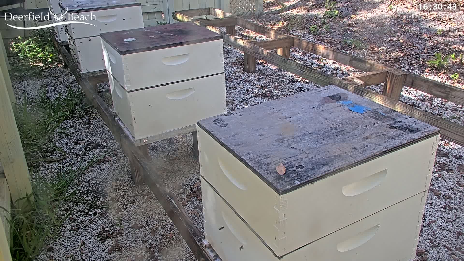 Three beehives sit on a gravel ground next to a wooden frame, with some bees in flight.