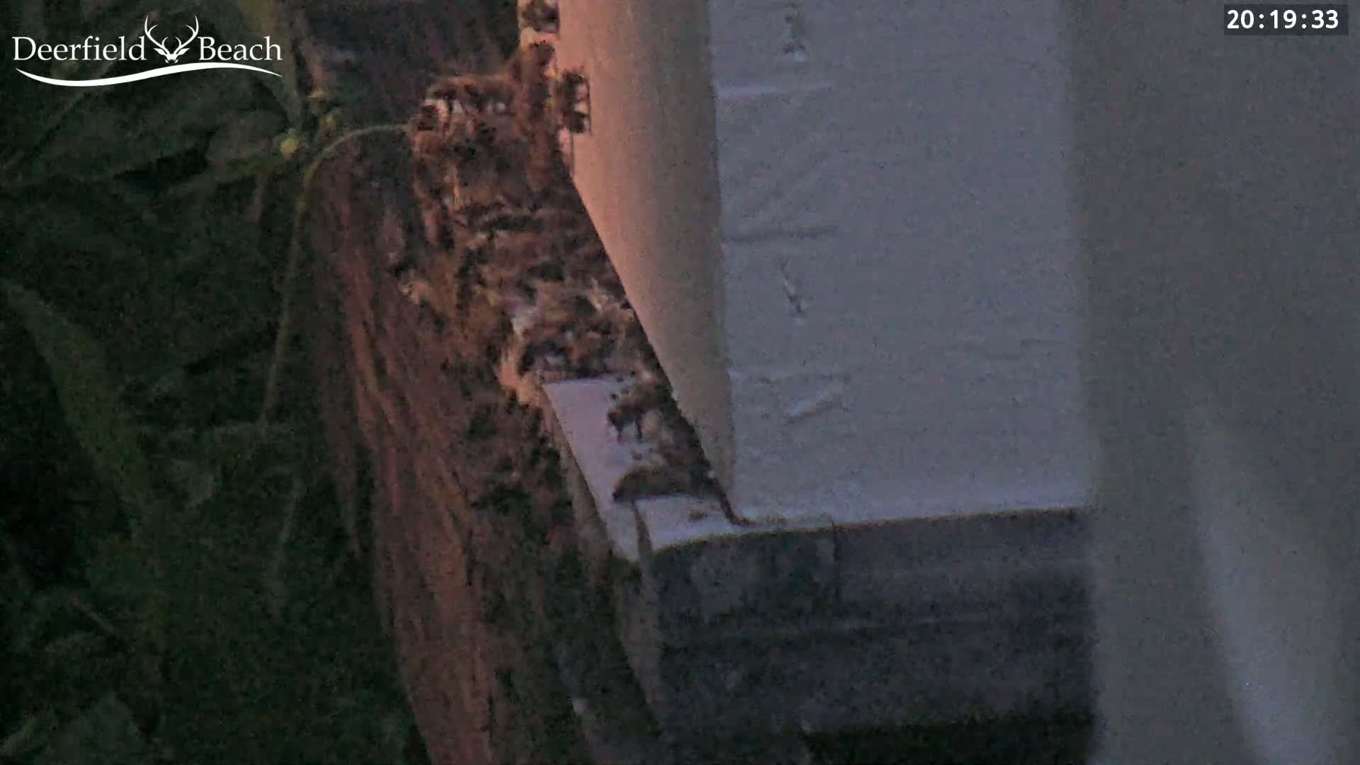 Deerfield Beach City Bee Apiary Farm Live Cam - Deerfield Beach, Broward, Florida, USA