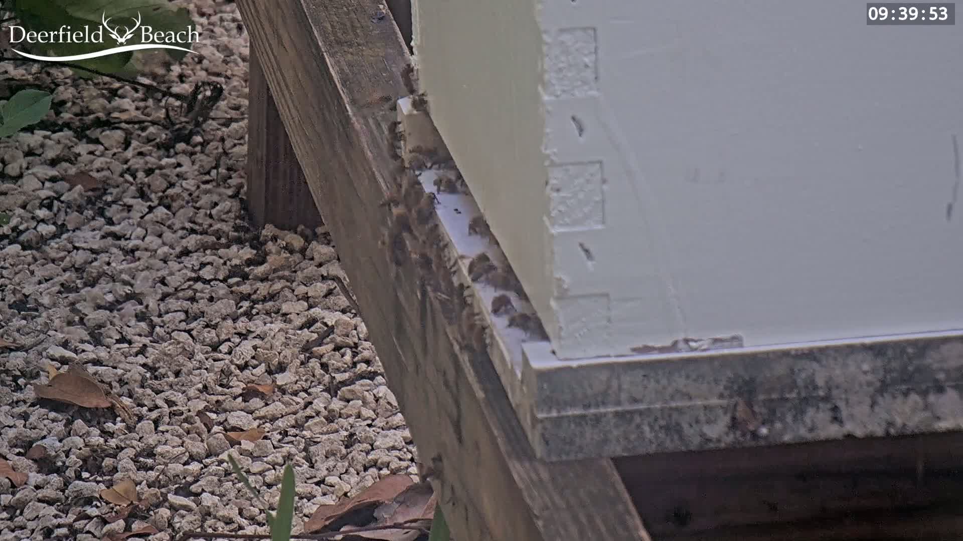 Many bees are clustered around the base of a white beehive situated on a wooden platform outdoors on a gravel surface.