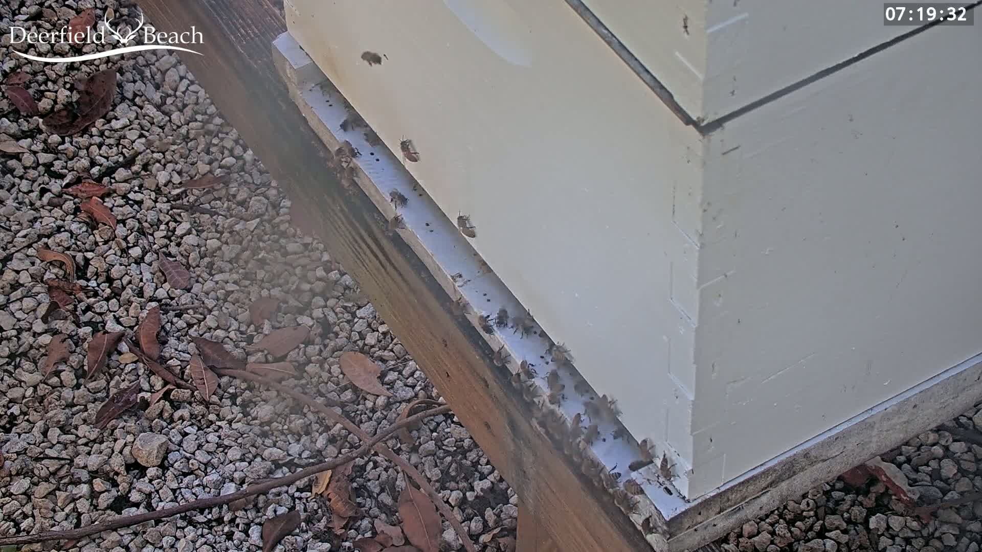 Many bees are clustered at the base of a white beehive sitting on a gravel ground with scattered leaves.
