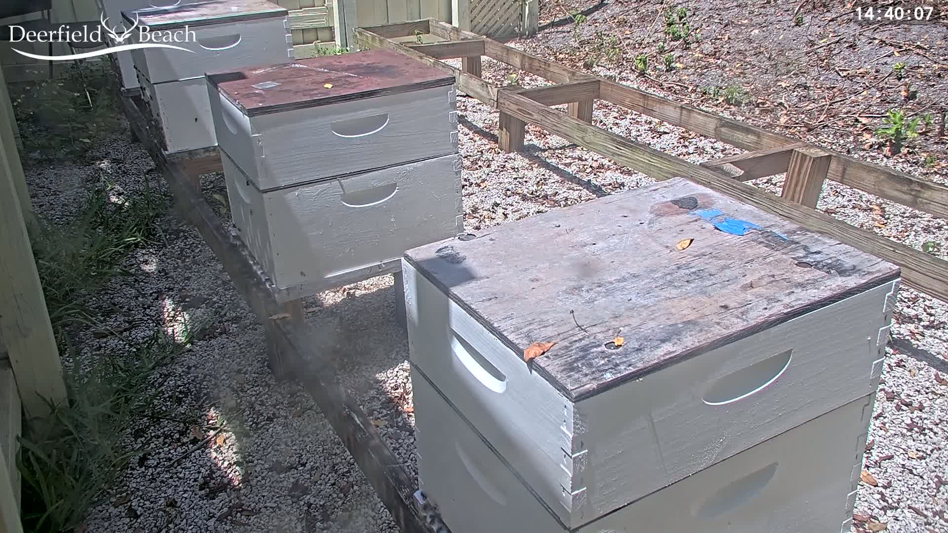 Several light gray beehives sit on a gravel ground outside on a sunny day, next to a wooden framework.