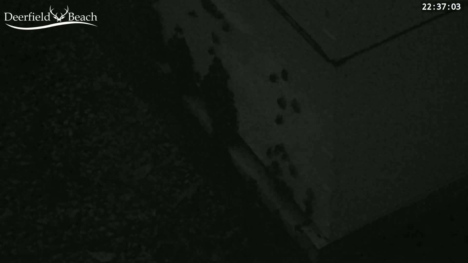 A dark, grainy image shows a section of ground at night with what appear to be small animal tracks on a slightly lighter surface.