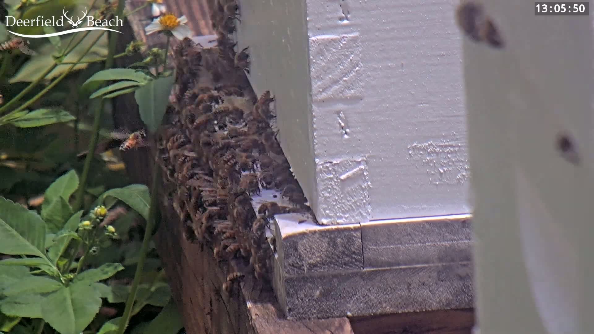 A large number of bees cluster on the base of a white beehive outdoors, near some green plants with small yellow flowers.