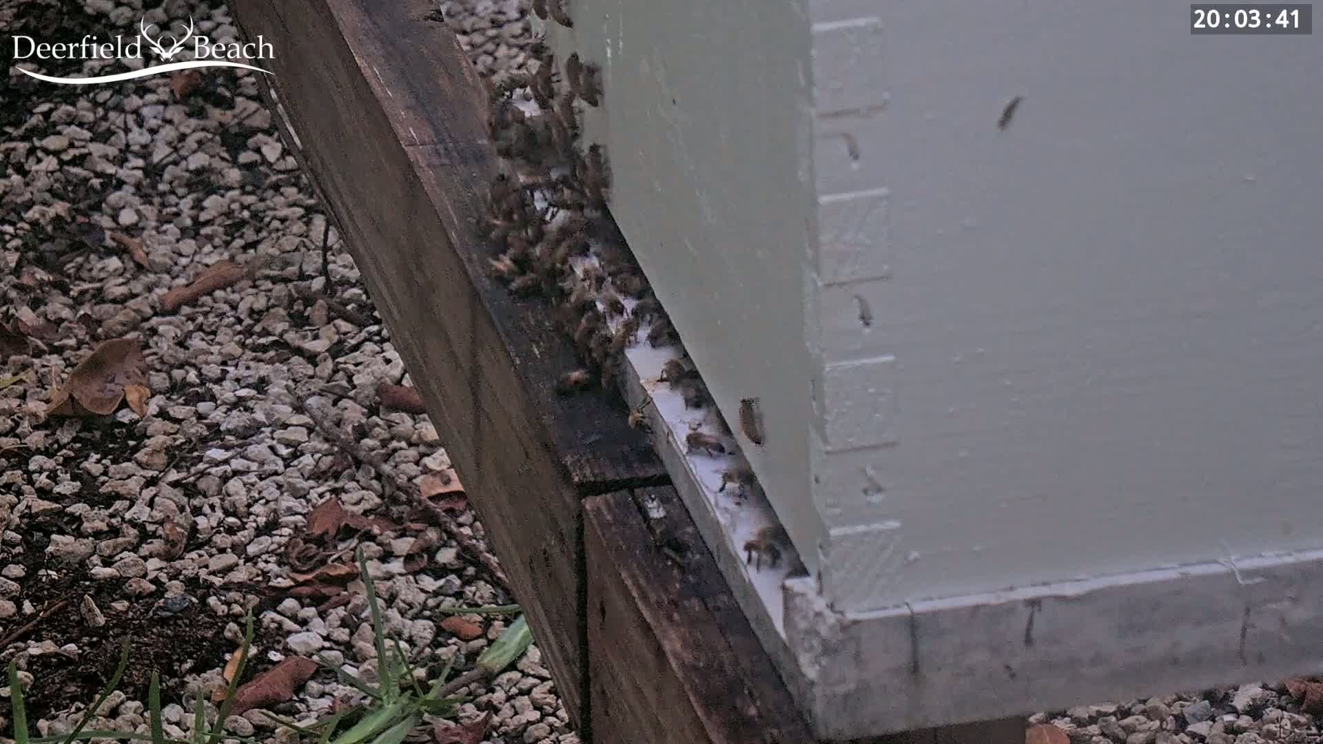 Many bees are entering a light-colored beehive on a wooden stand situated on a gravel ground.
