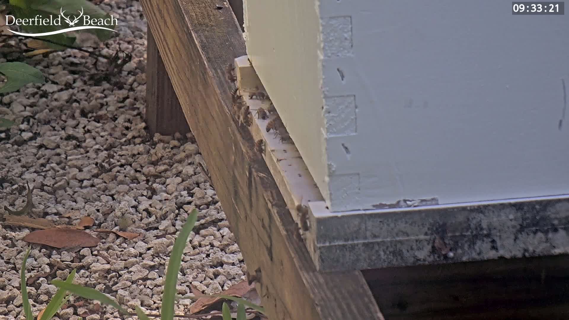 Many bees are crawling on the bottom of a white beehive that sits on a wooden platform above gravel.