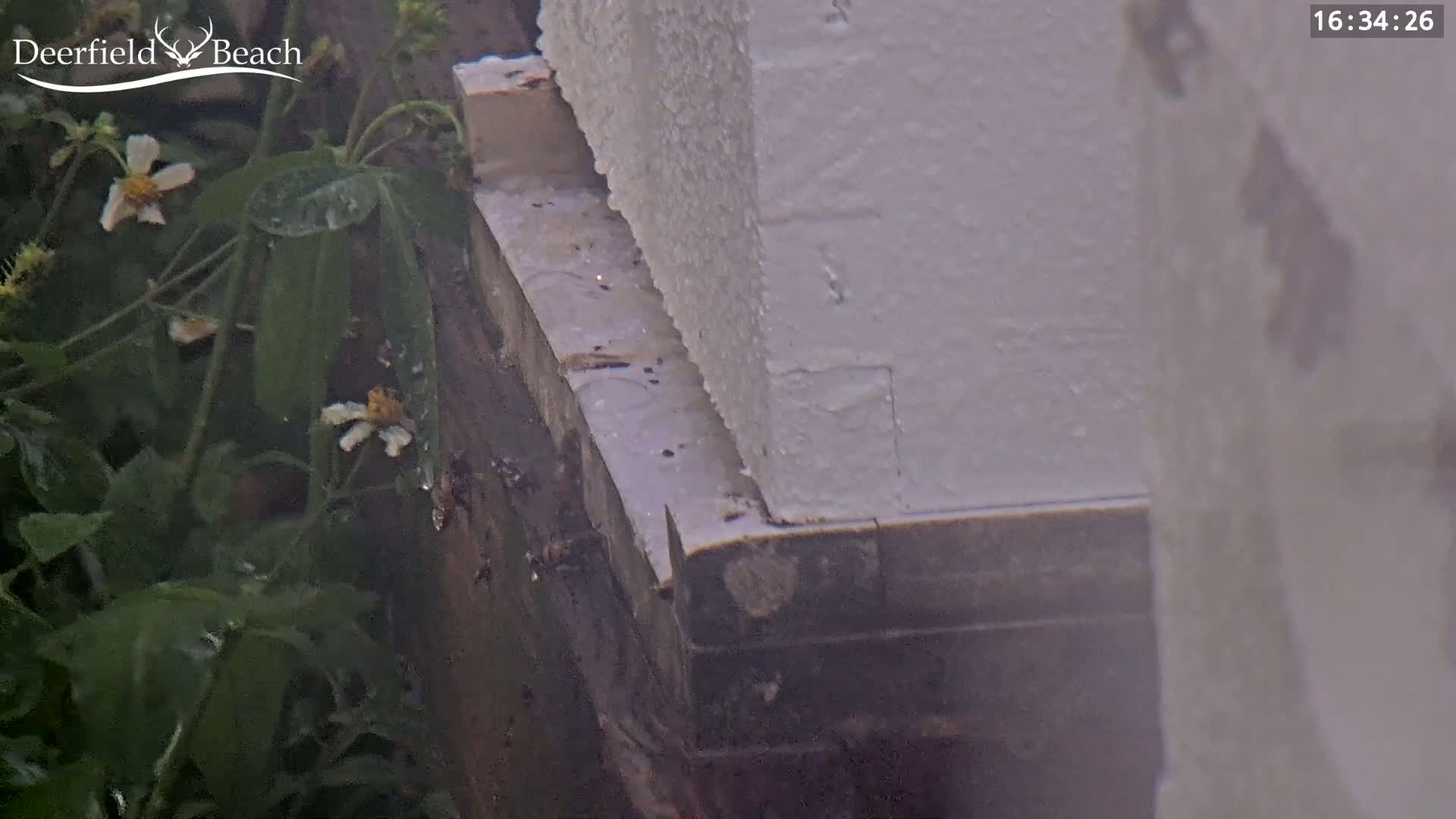 A wet, white building's corner is shown with green foliage and small white flowers in the foreground.