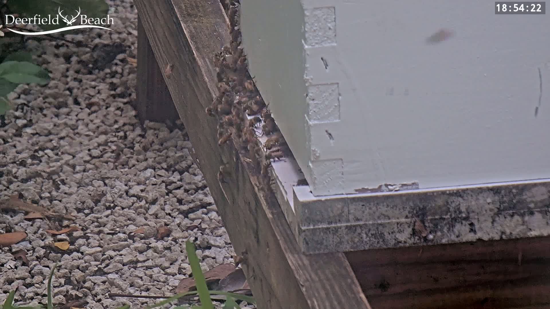 A cluster of bees is gathered on the base of a white beehive situated on a wooden structure next to a gravel ground.