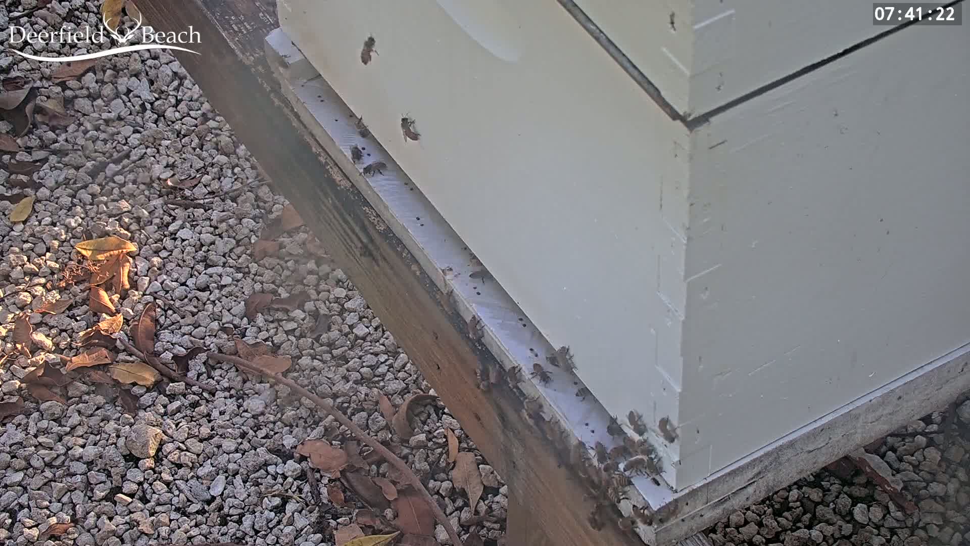 A white beehive sits on a gravel ground strewn with dead leaves, with numerous bees clustered around its base.