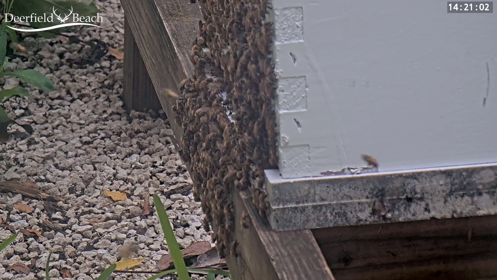 A large cluster of bees covers the side of a beehive outdoors on a partly sunny day.
