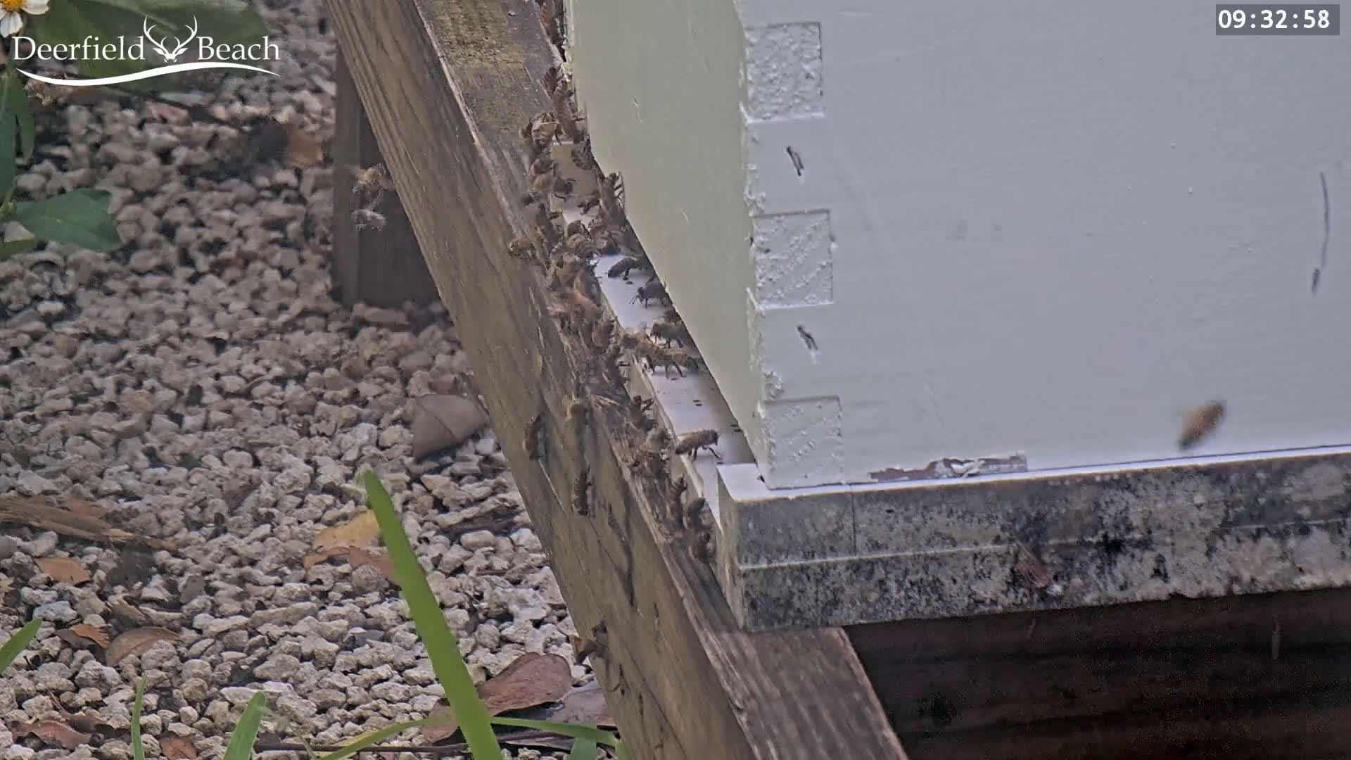 Many bees are clustered around the base of a white beehive on an overcast day, next to a gravel area with some small plants.
