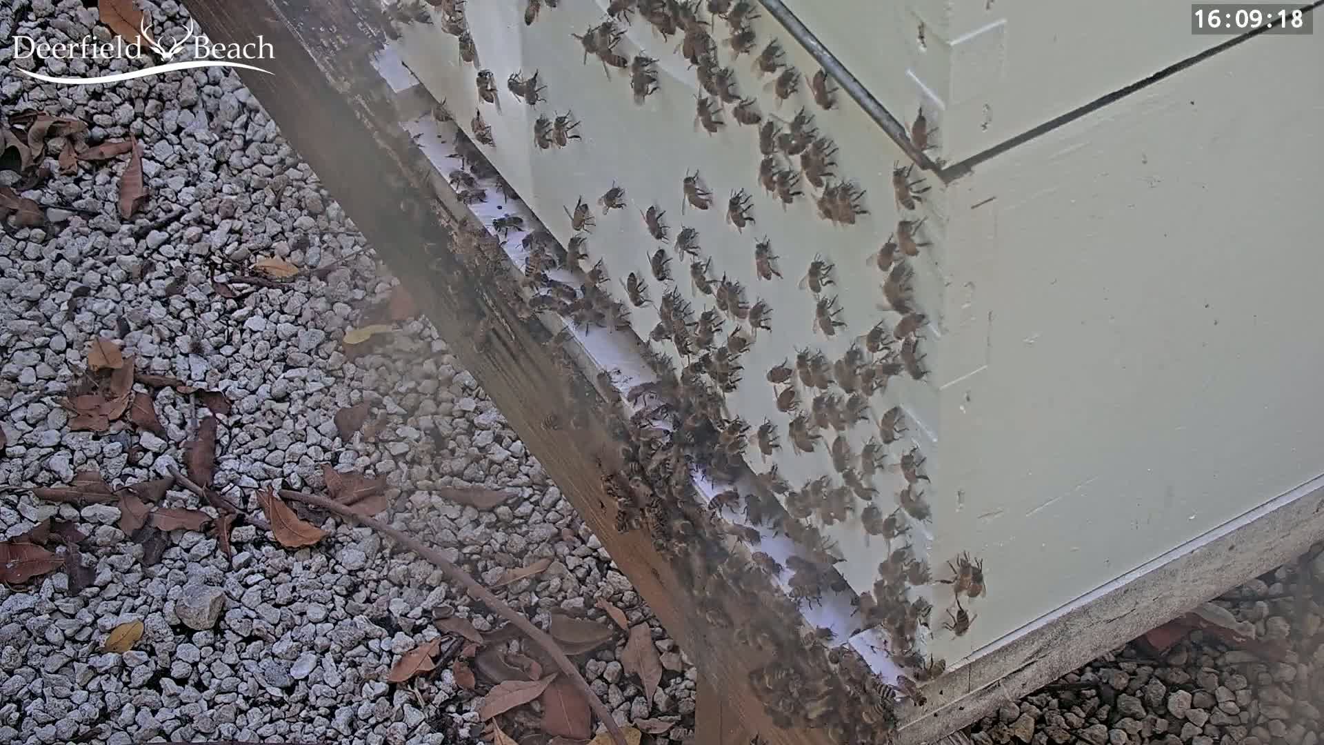Deerfield Beach City Bee Apiary Farm Live Cam - Deerfield Beach, Broward, Florida, USA