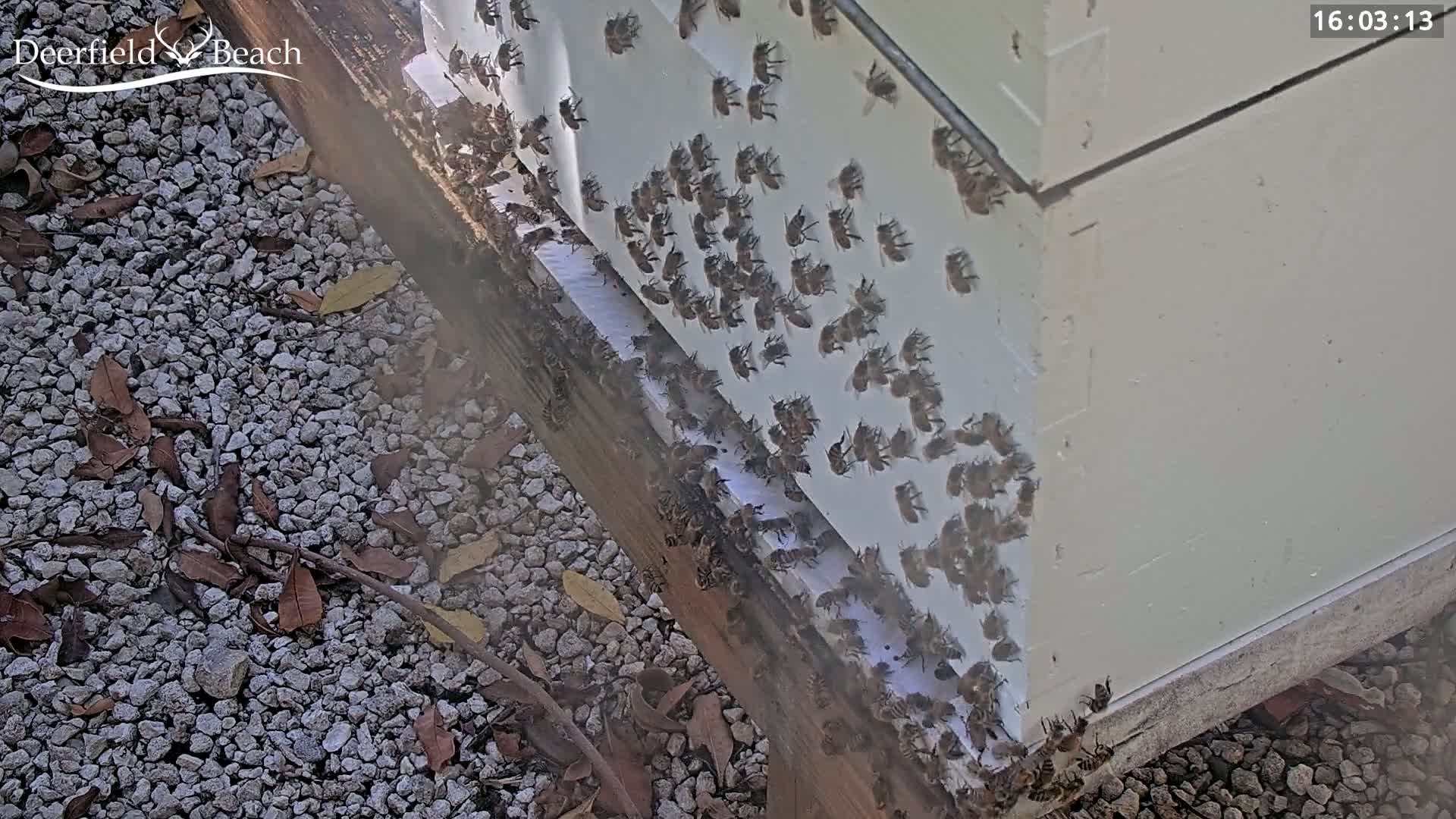 A large number of bees are clustered on the outside of a beehive situated on a gravel ground with scattered leaves.