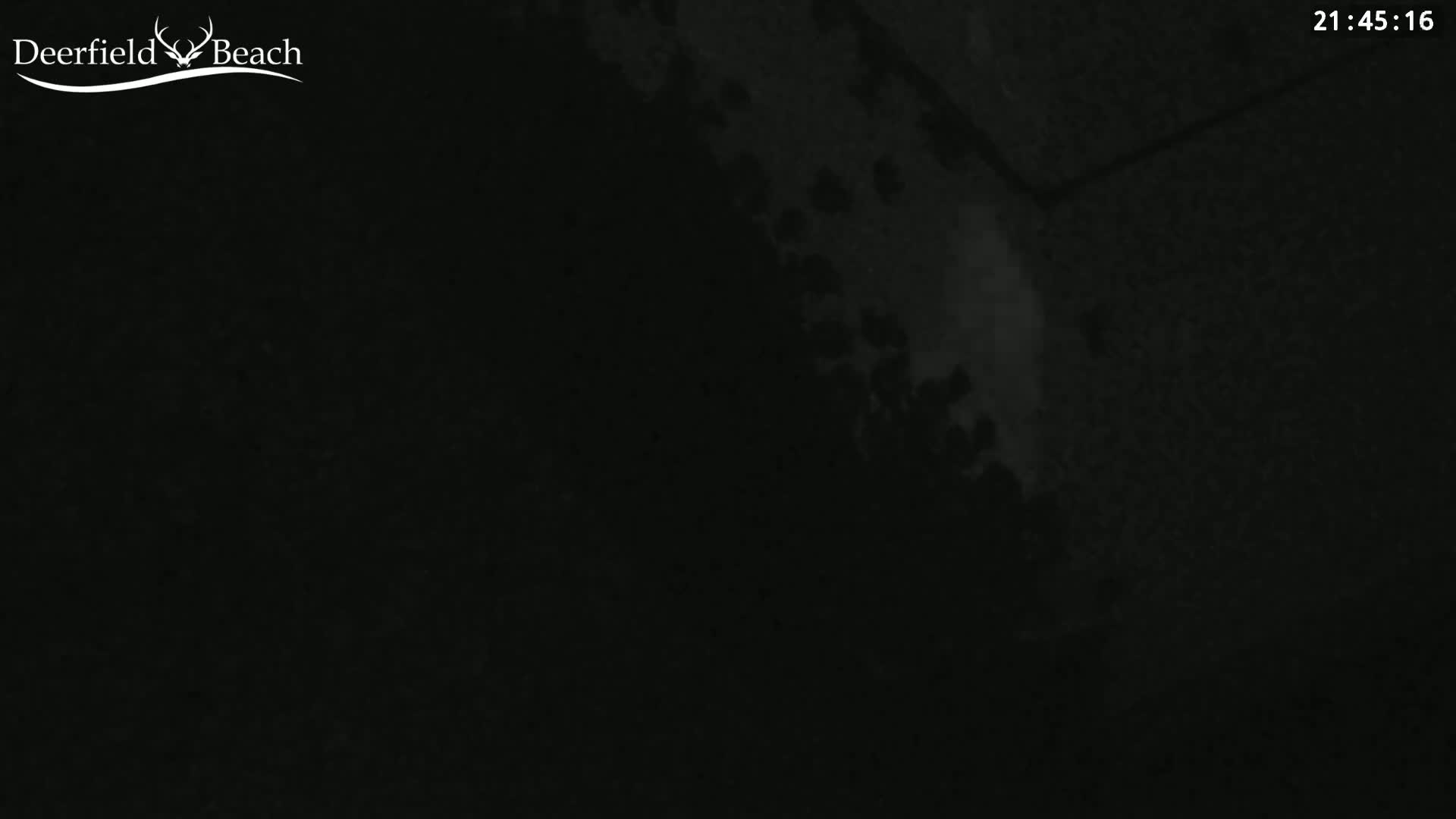 A dark, nighttime scene shows a blurry, indistinct view of foliage and a possibly paved surface.