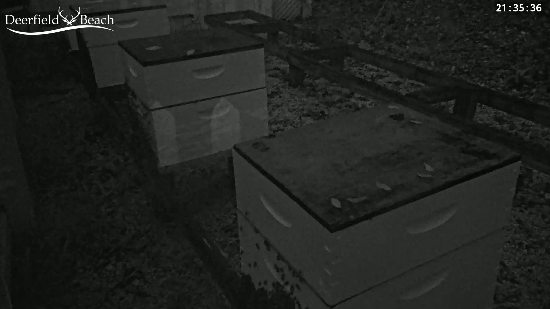 Several beehives sit on the ground at night, surrounded by leaf litter.