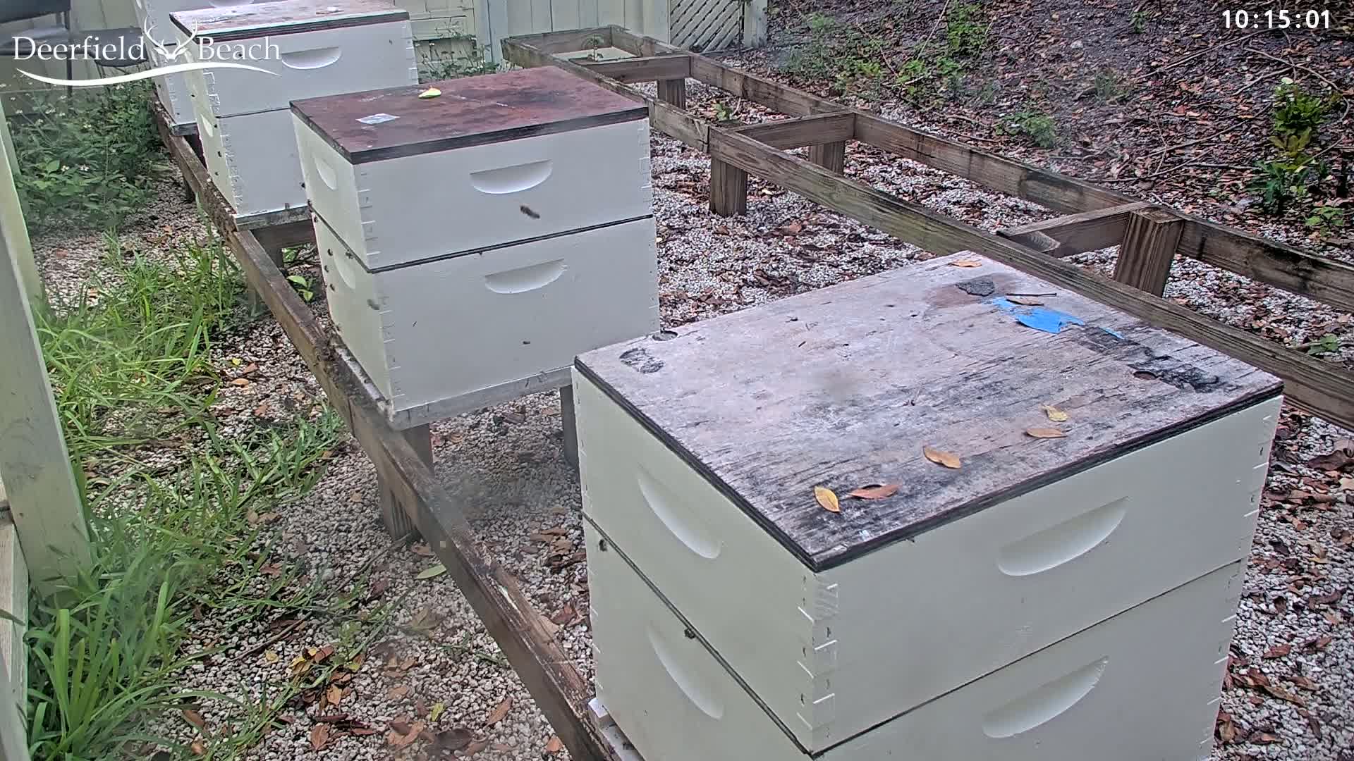 Several white beehives sit on wooden stands in a gravel area with patches of grass, surrounded by fallen leaves and under an overcast sky.