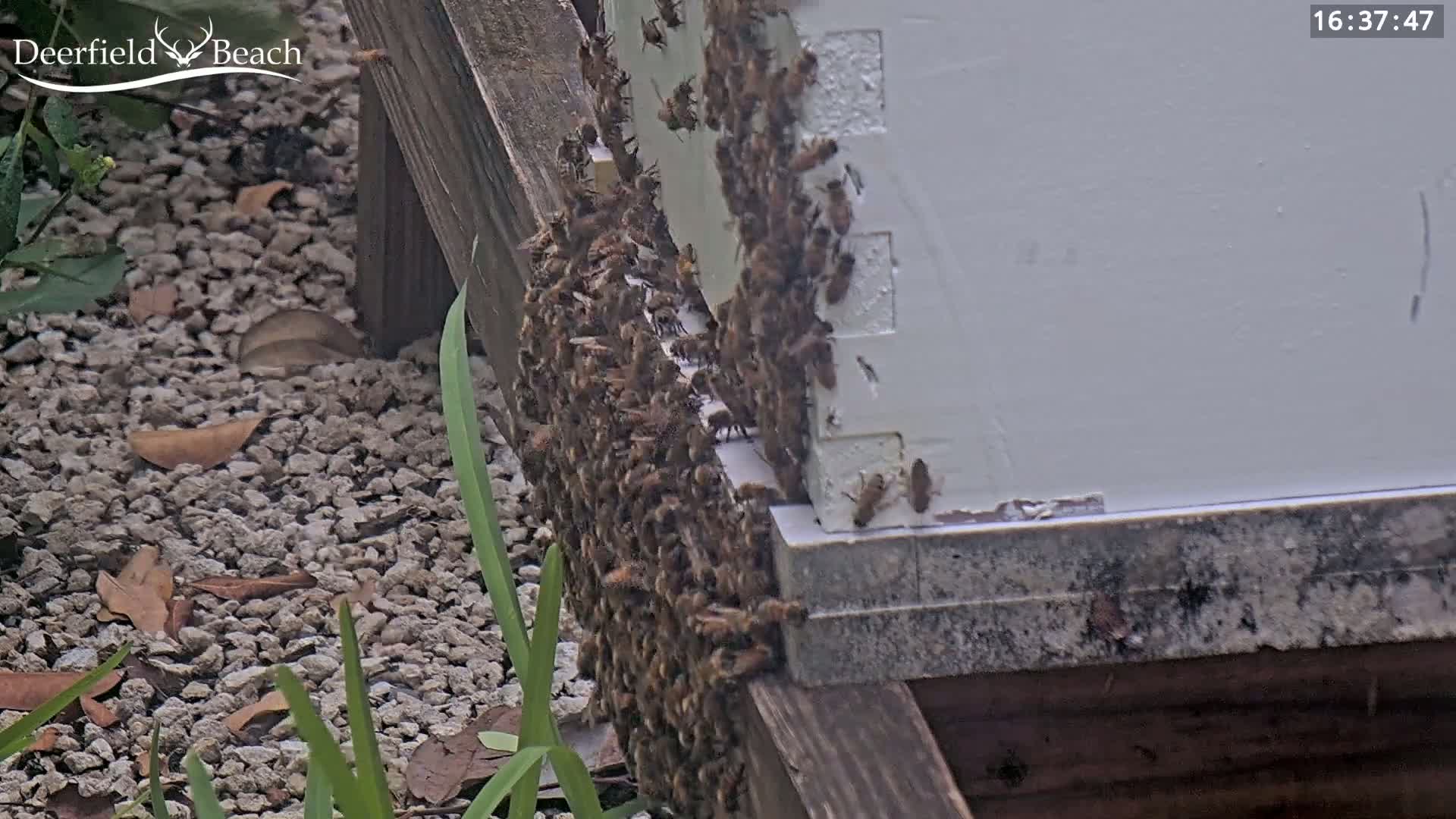 A large cluster of bees covers the side of a white beehive outdoors on a gravel surface with some green plants.