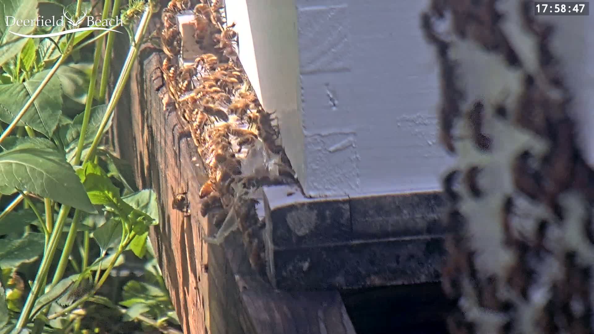 A large number of bees are clustered on the exterior of a wooden structure next to some green plants in sunny conditions.